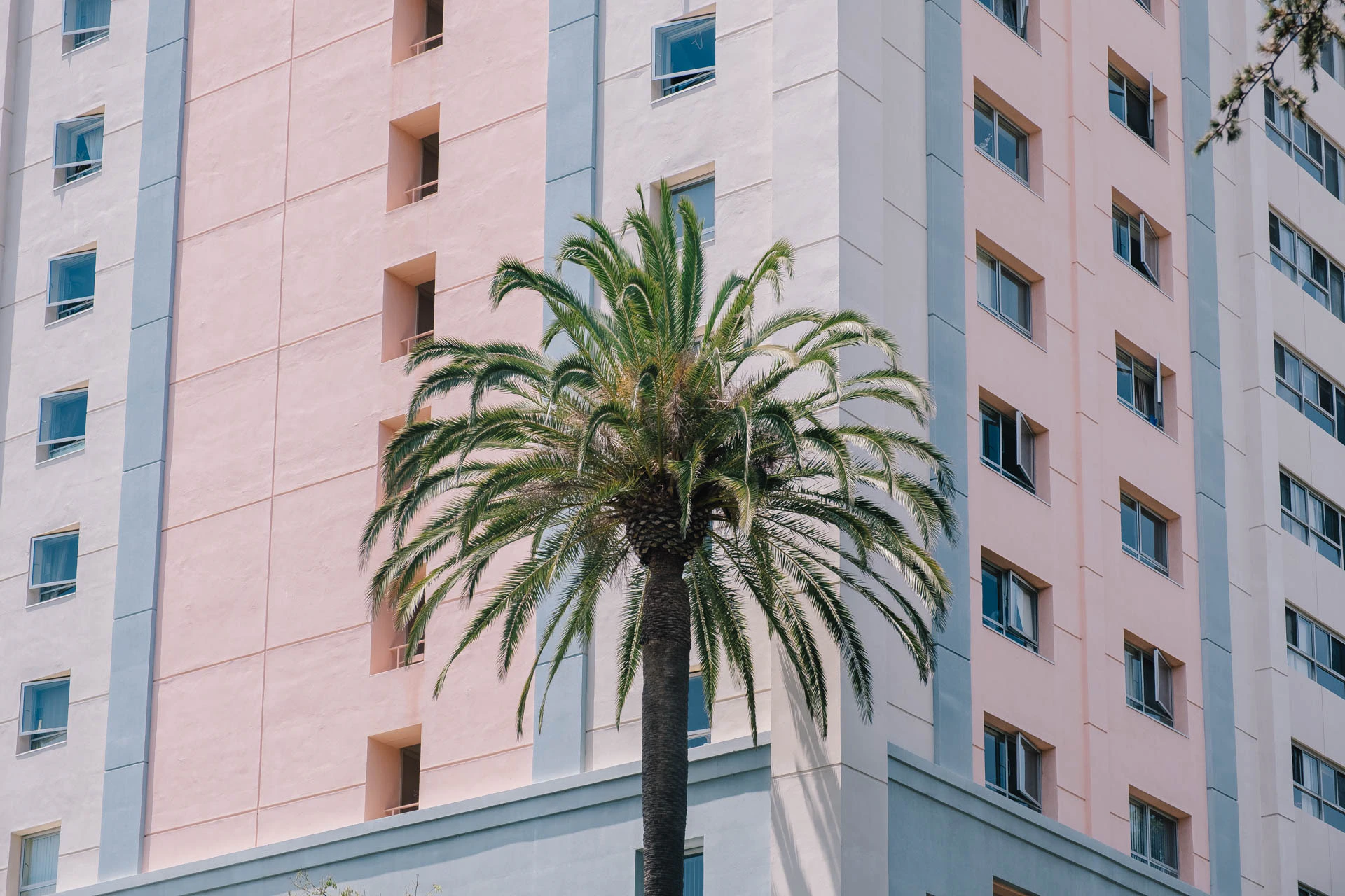 Palm Tree in Los Angeles