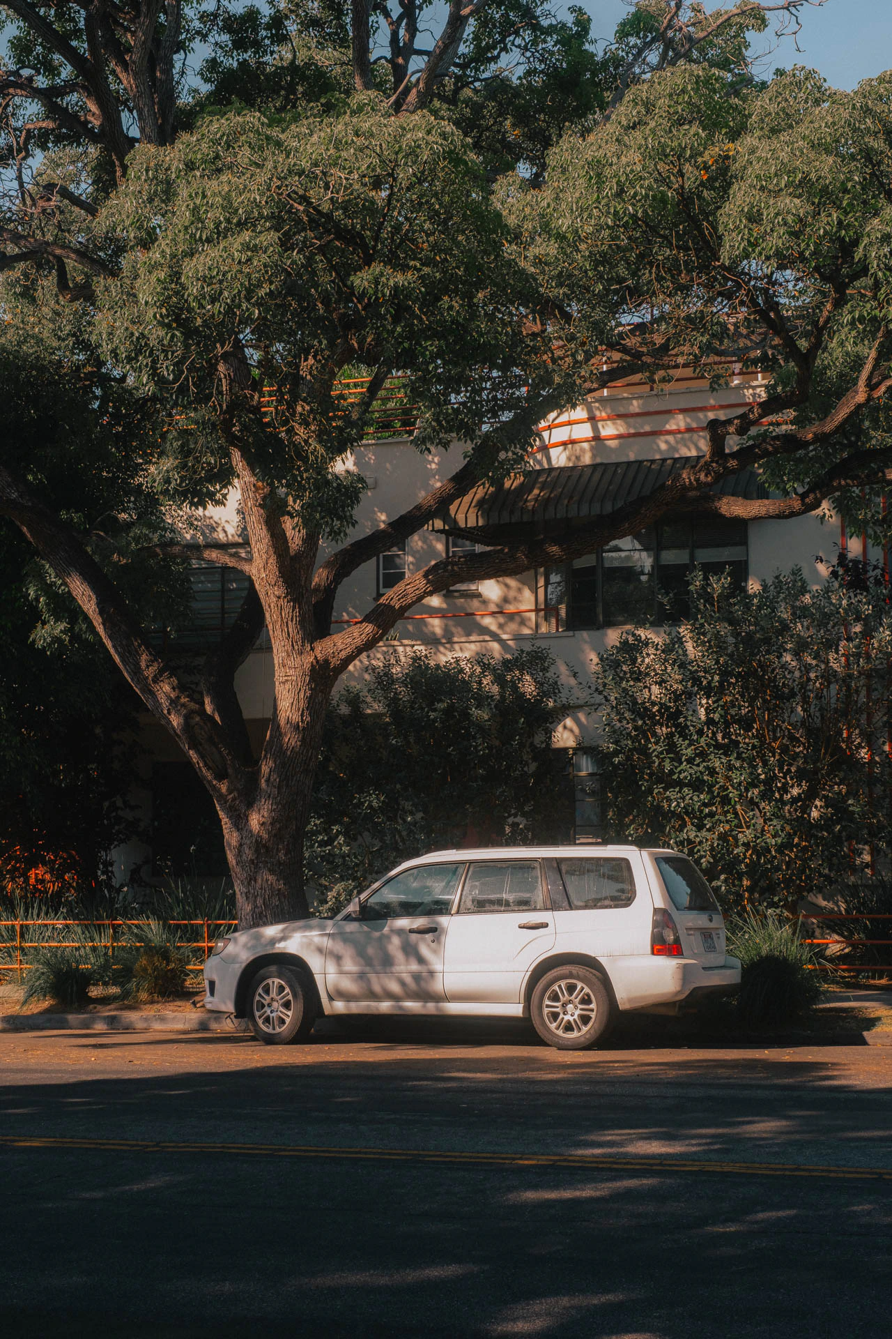 an old car under a tree in sunlight on a street in Santa Monica. During Sunrise.