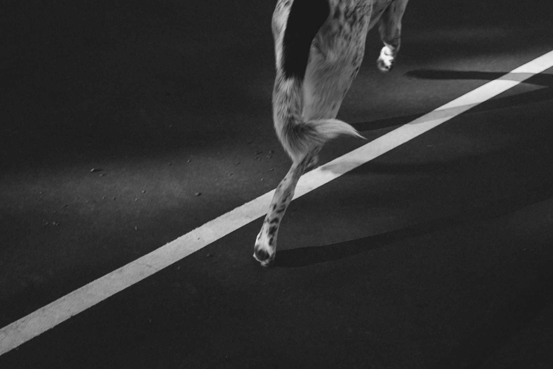 Bird in your teeth. A dog crossing a basketball court in black and white