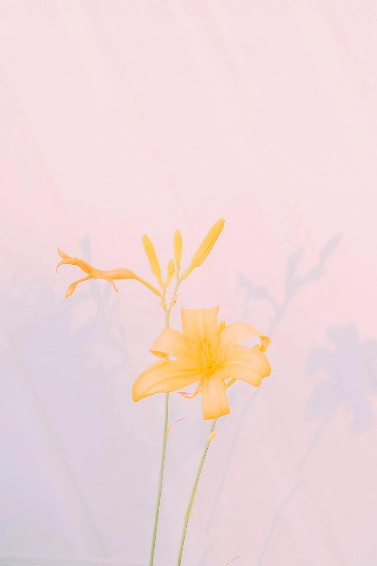 yellow flowers in front of a glowing house at sunset by the shore