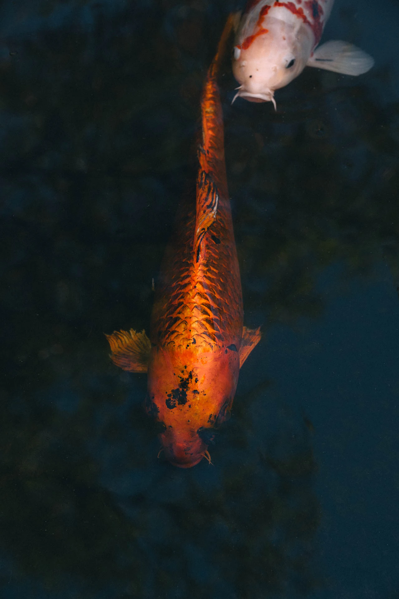 Orange koi fish swimming in Huntington pond in Los Angeles California