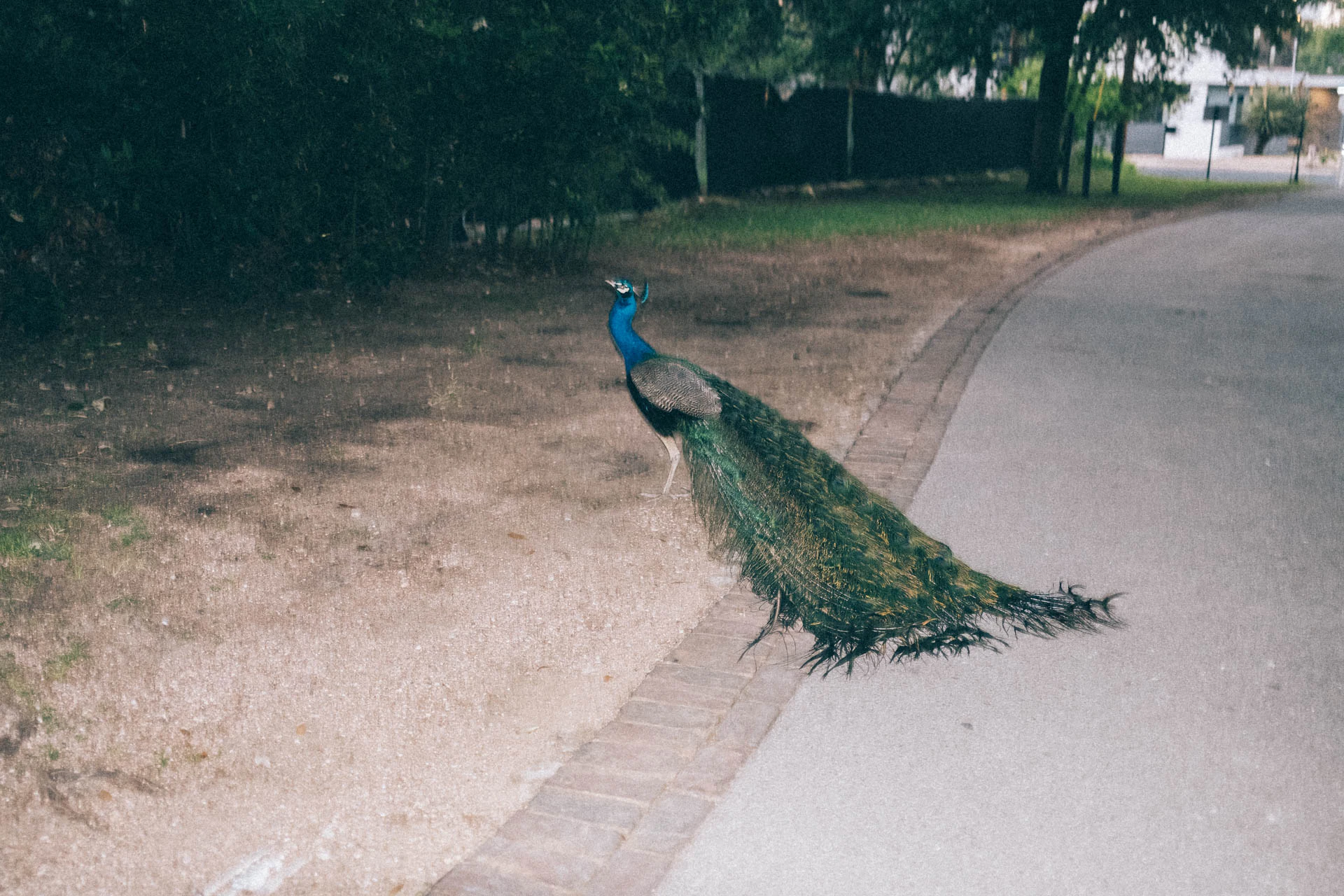 Peacock