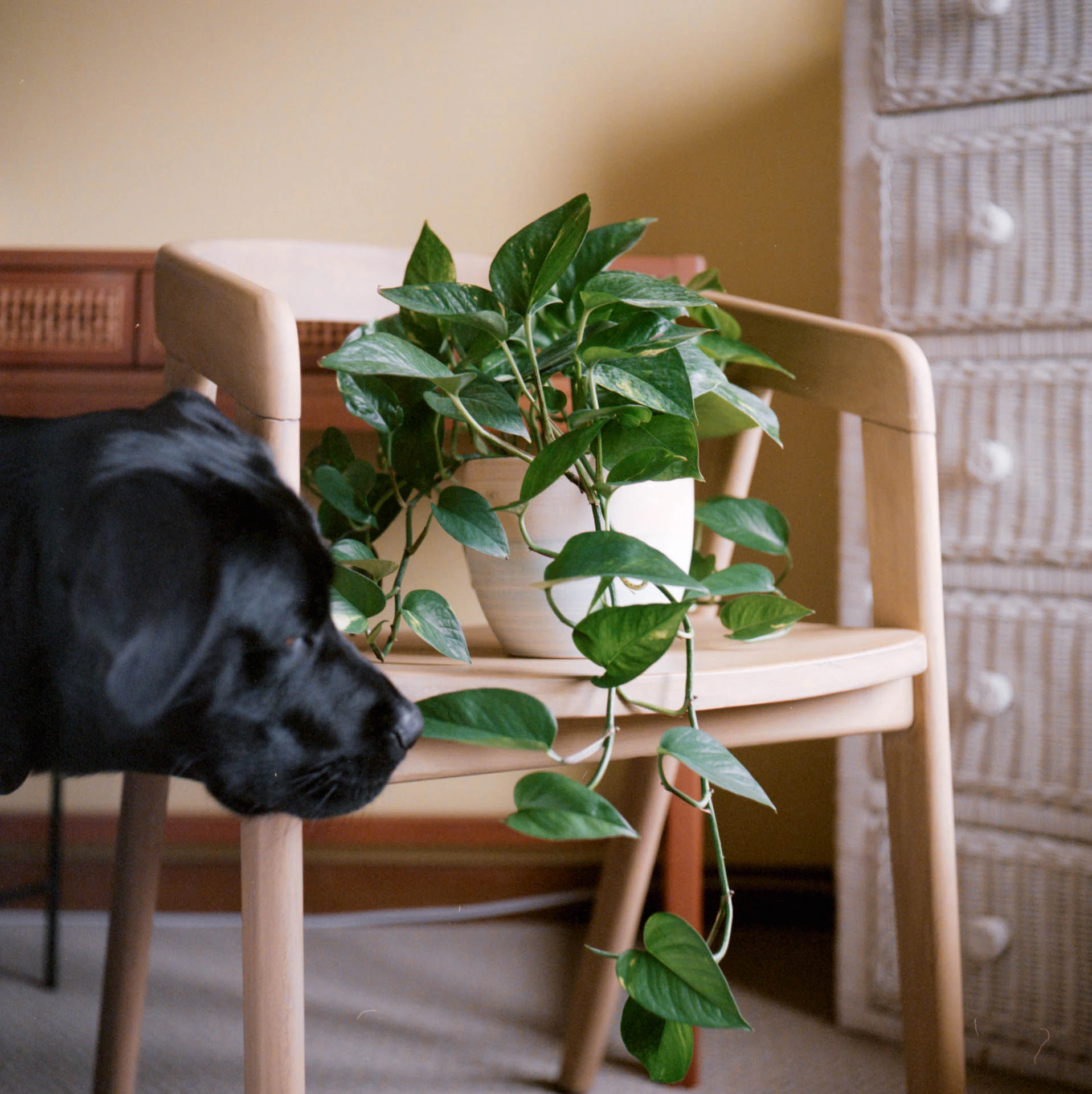 Parker and the Plant