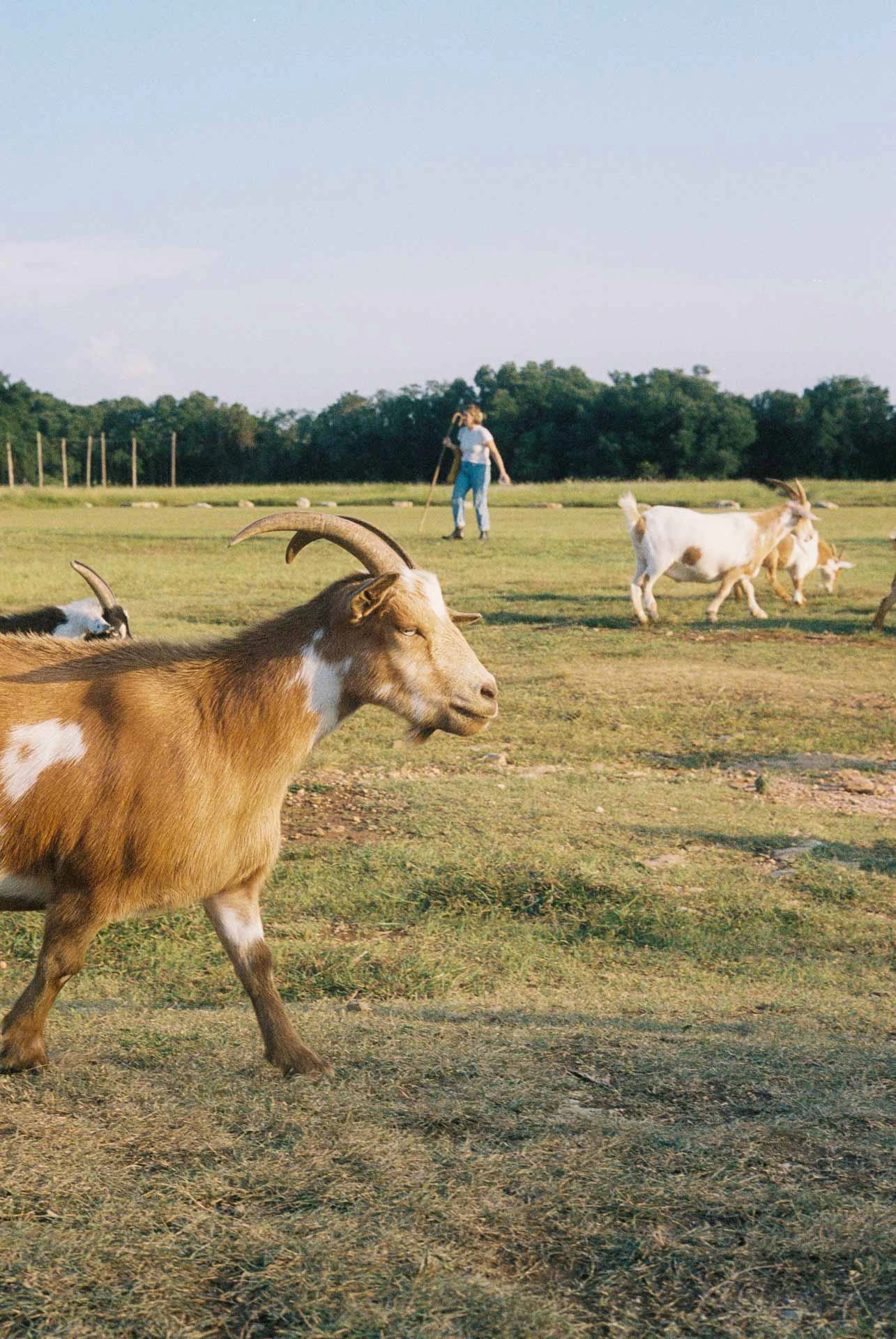 Goats at Jester King Brewing