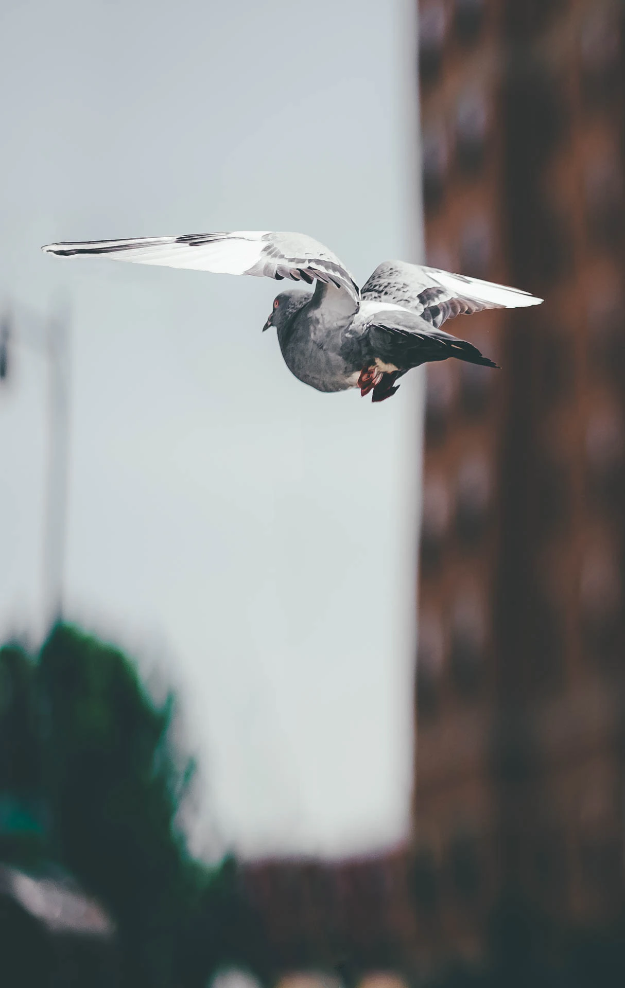 Pigeon Flying in Long Island City