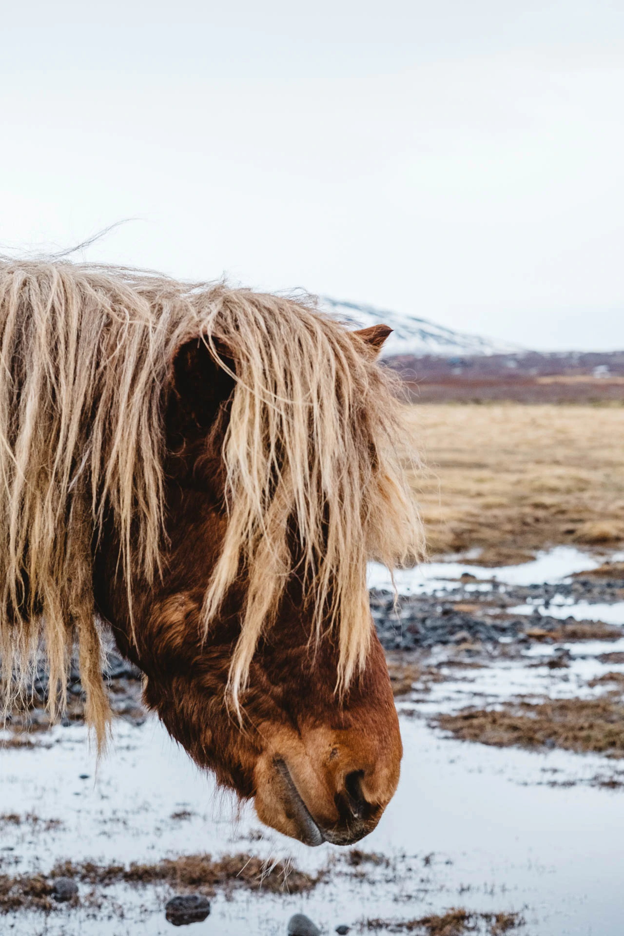 Portrait of blonde horse in Iceland