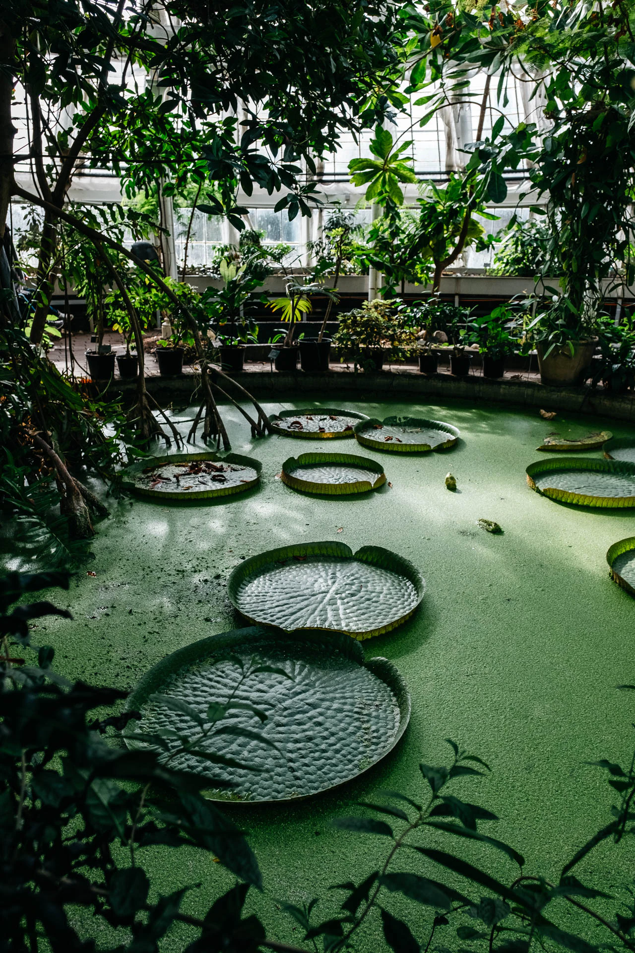 botanical garden lily pads in Copenhagen