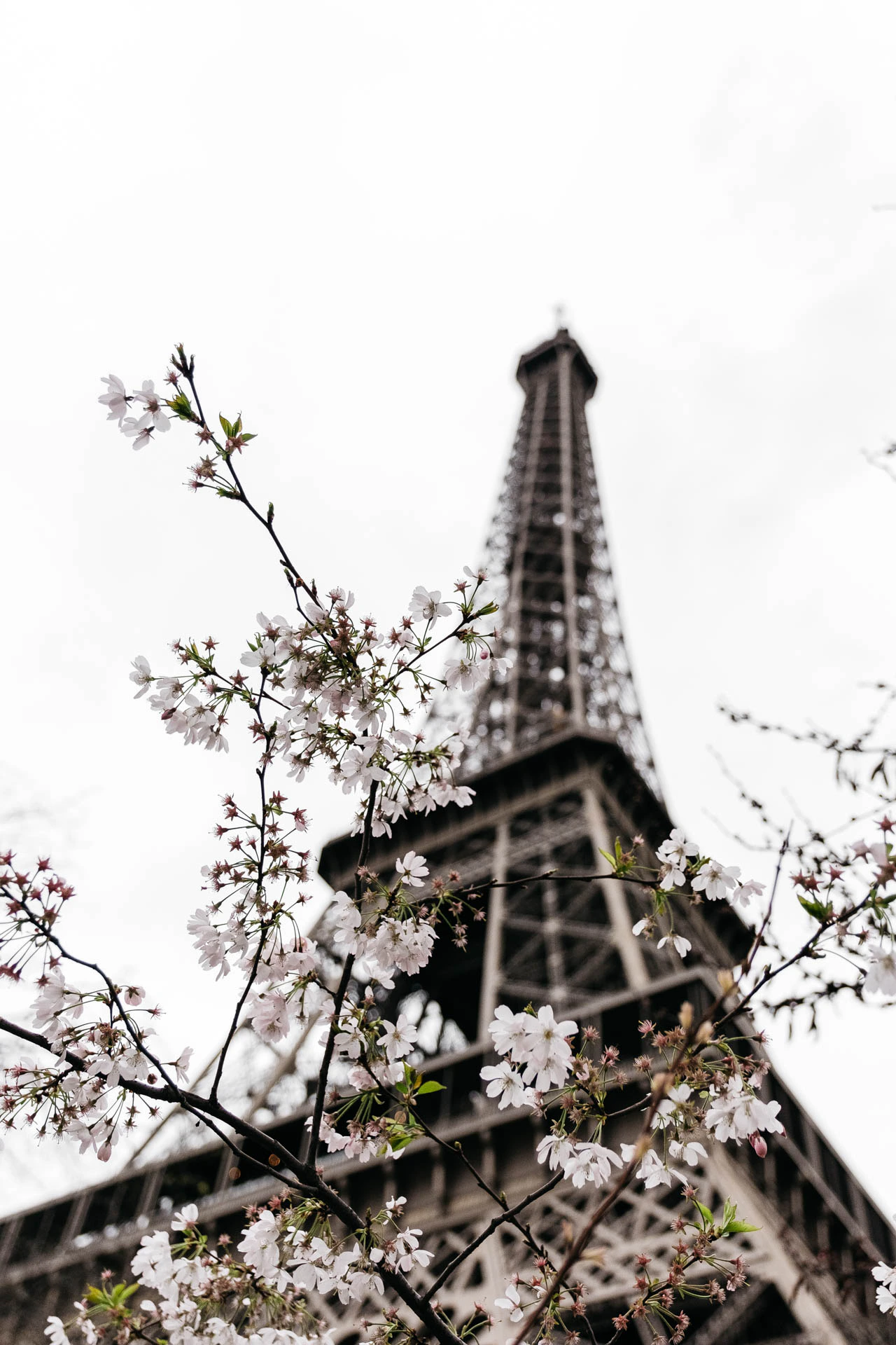 Eiffel Tower in paris