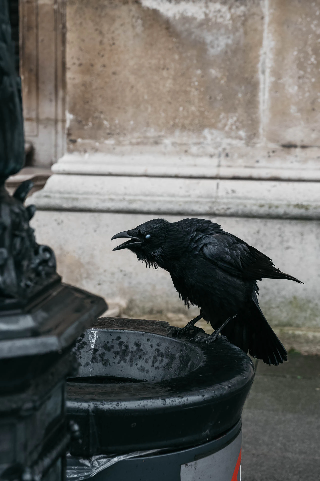 crow squaking at the Louvre museum in paris