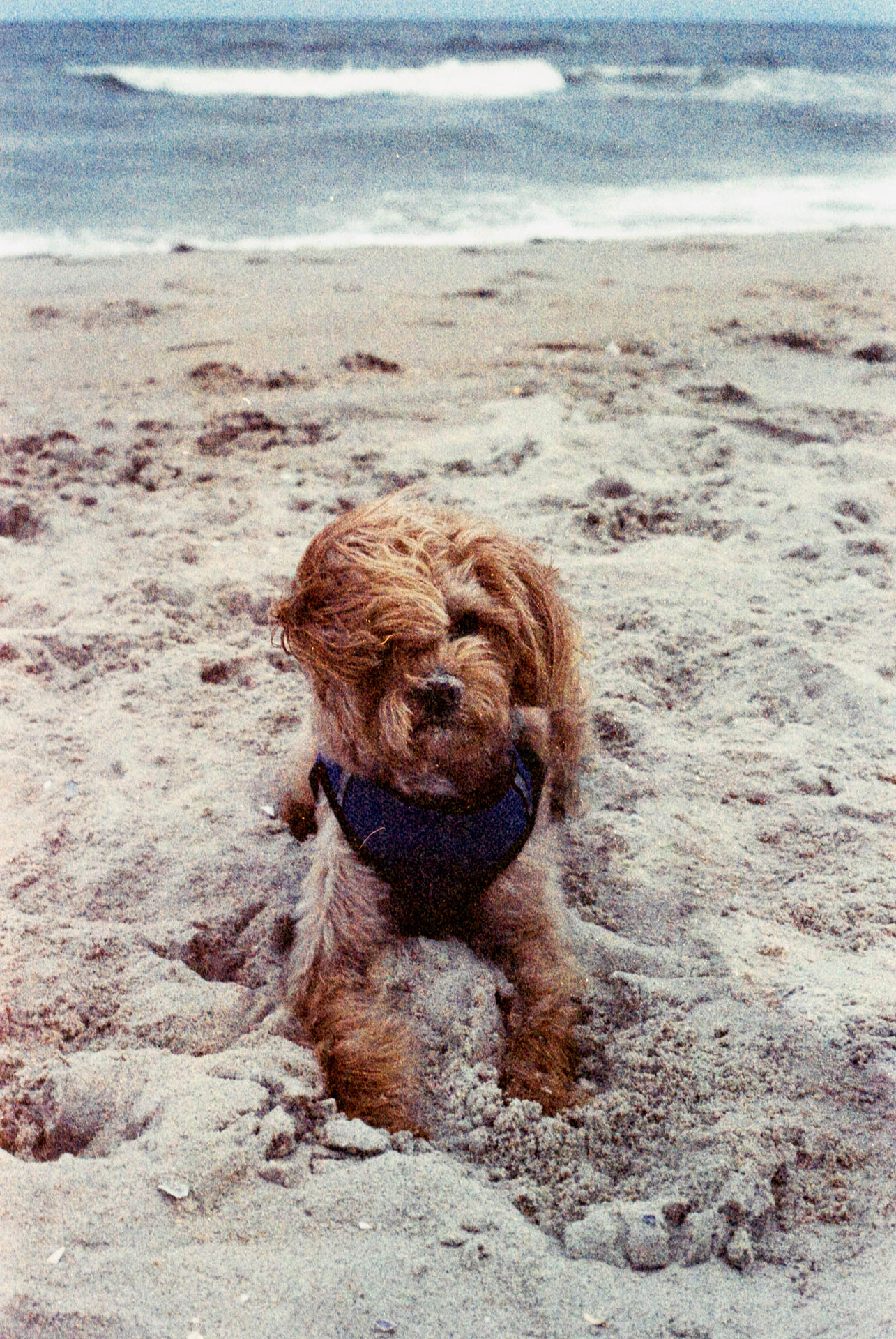 Mango the Affenpoo at the beach on film