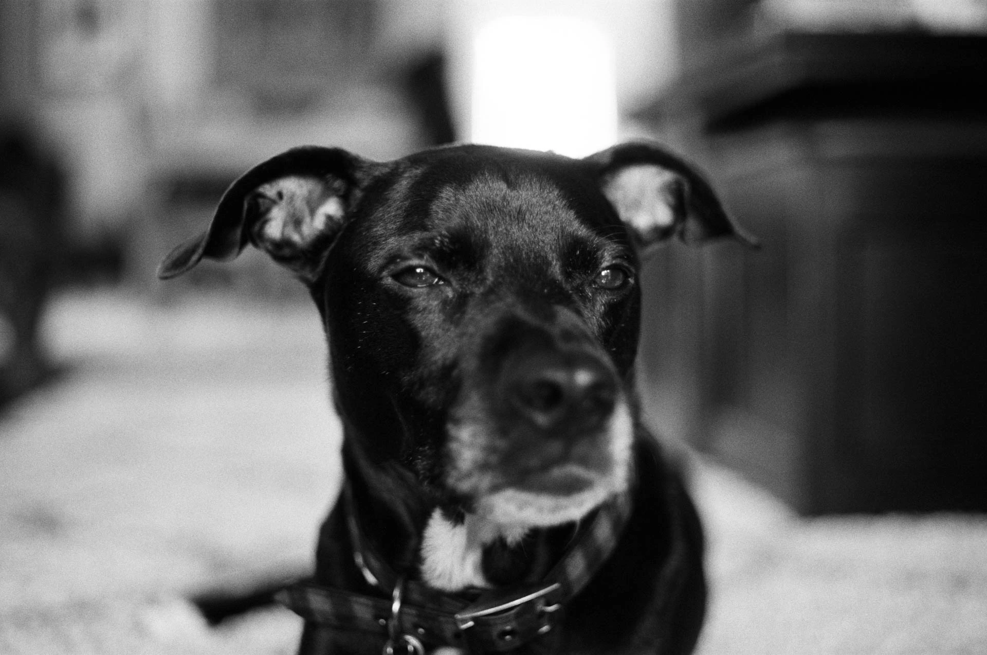 dog on film