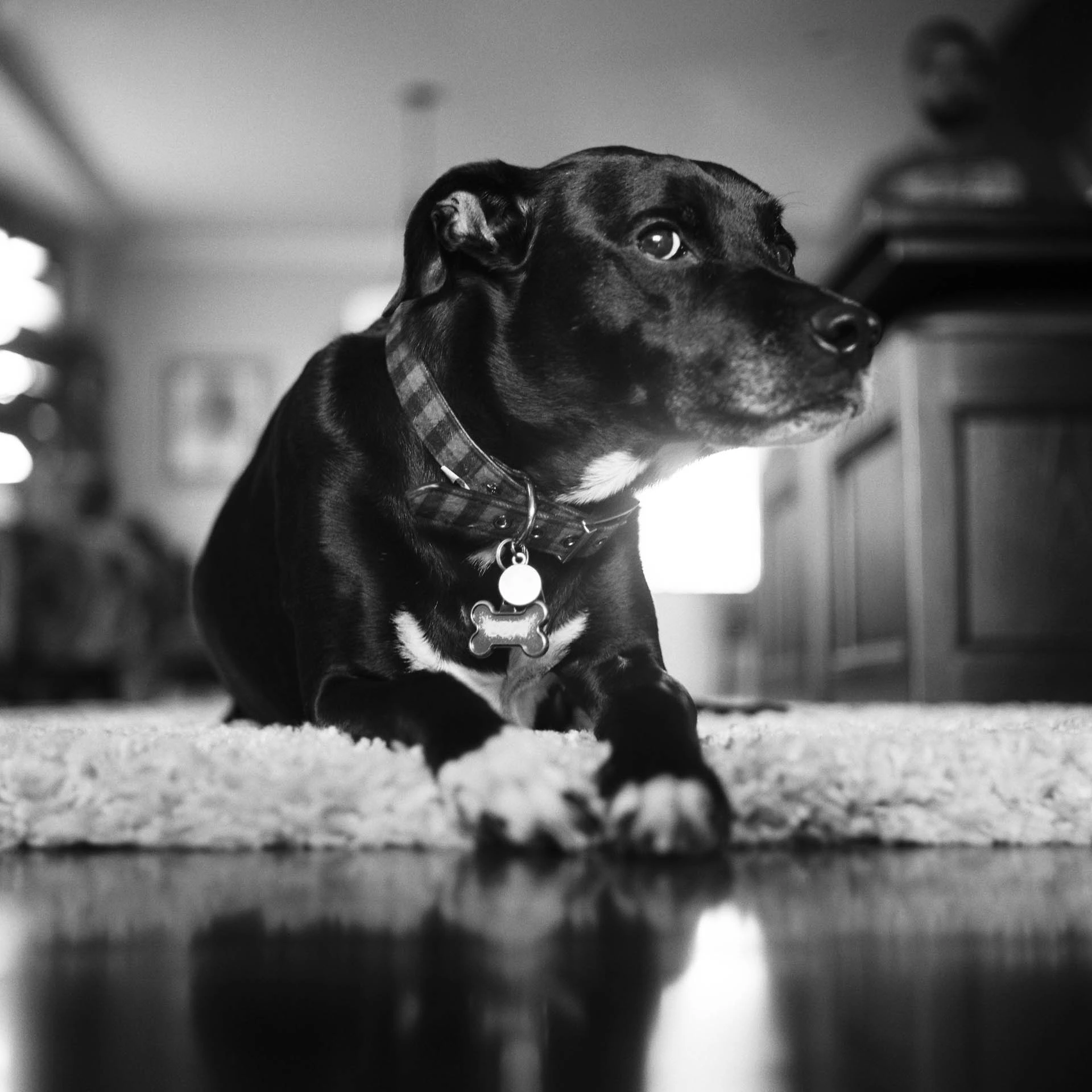 dog on film