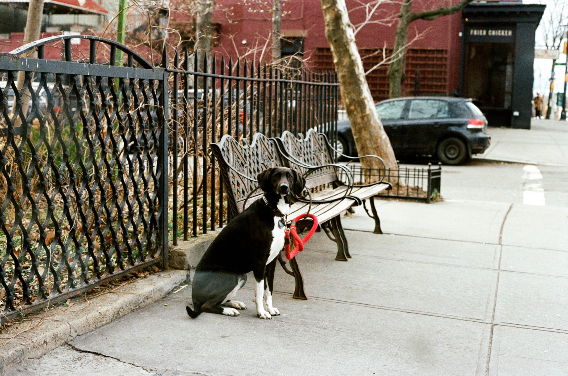 dog in carroll gardens on film