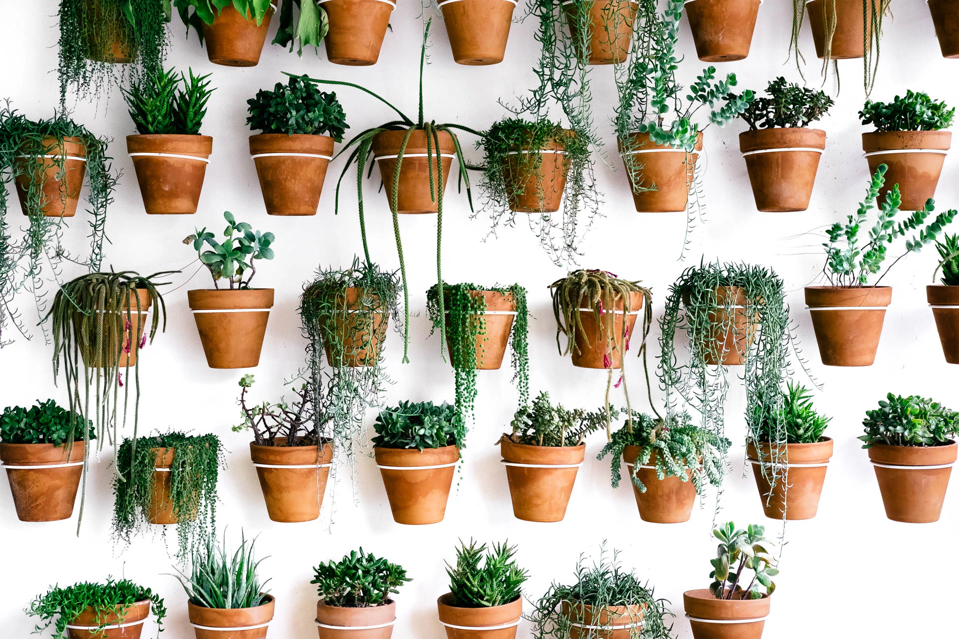 potted plants in Santa Monica