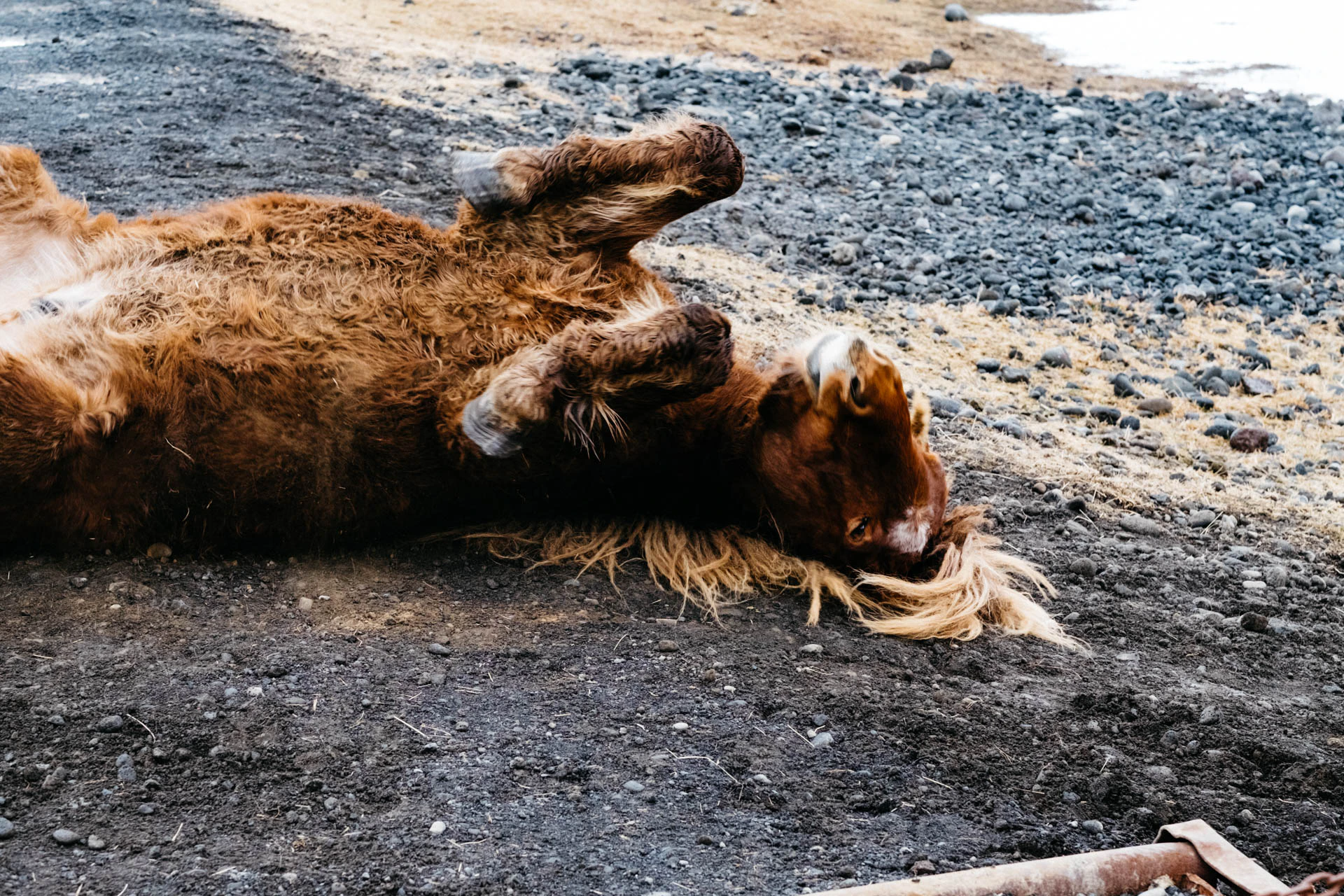 blonde horse rolling around in iceland