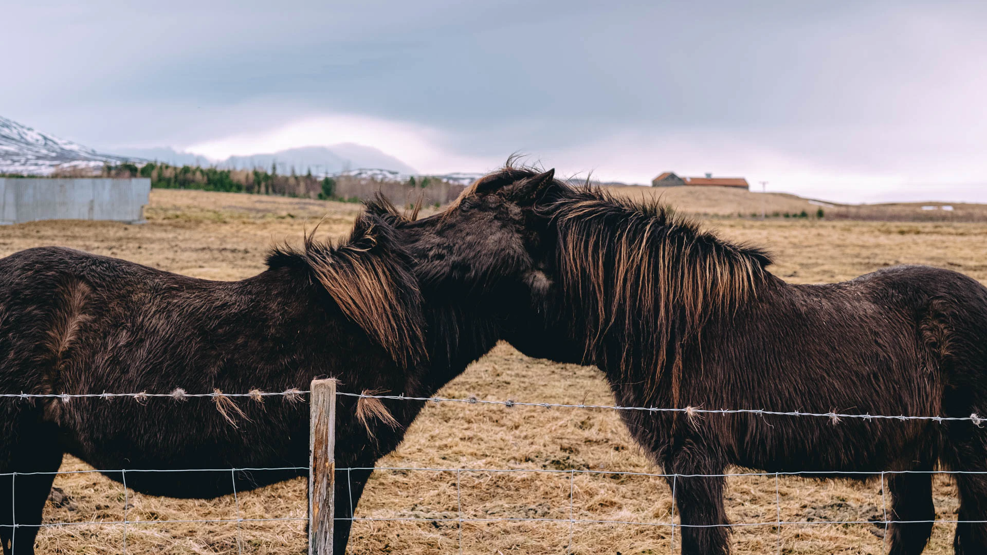 two horses nuzzling