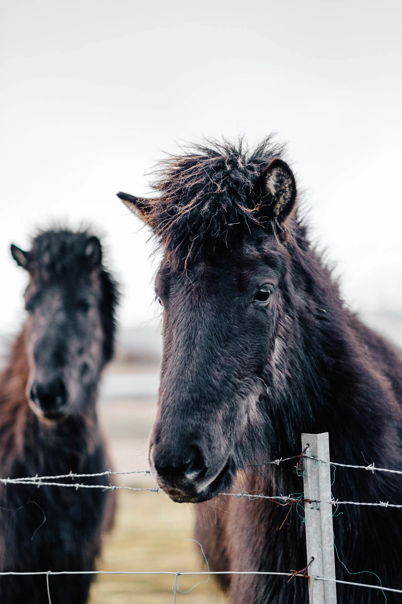 two horses together in iceland