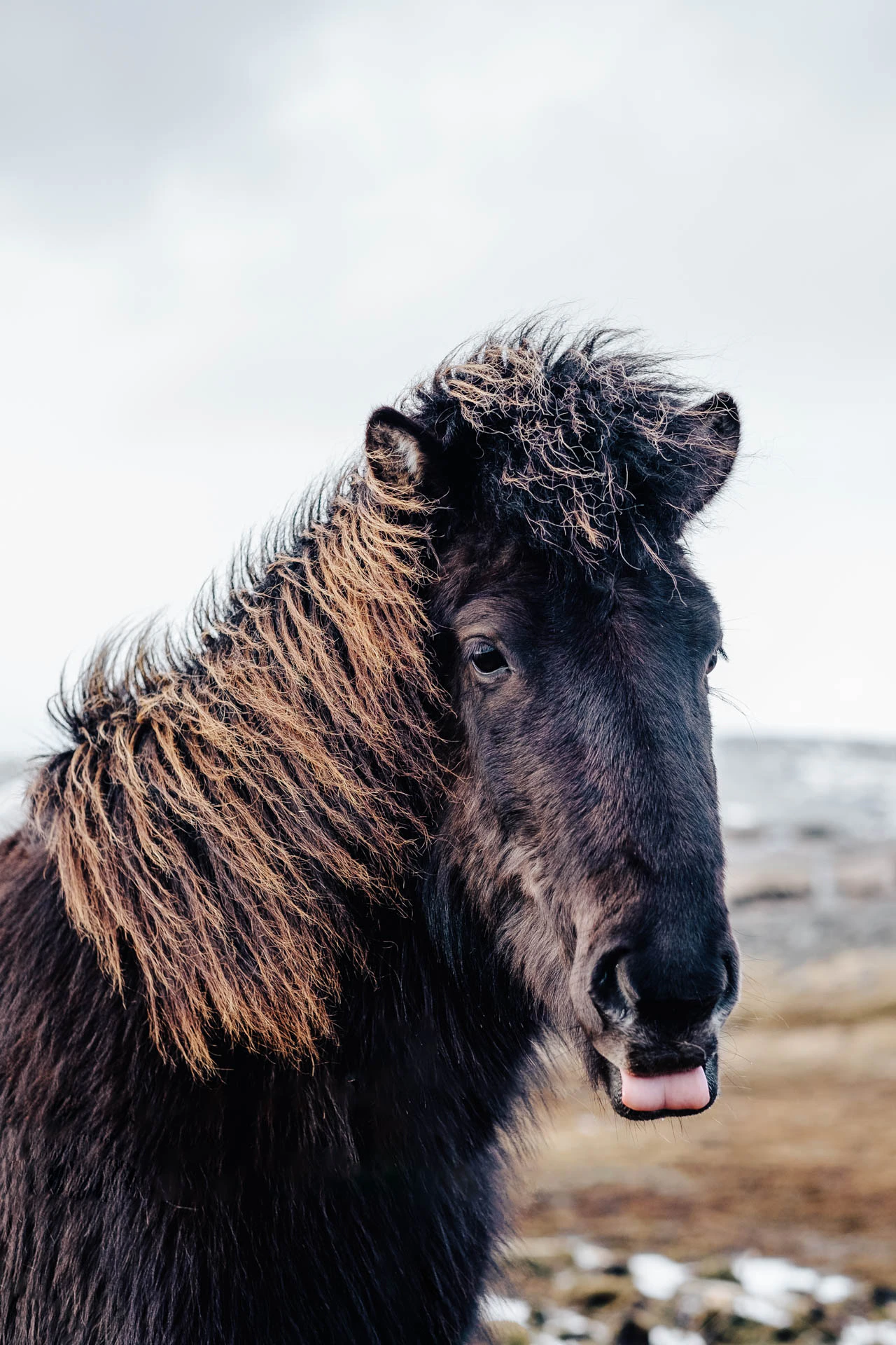 horse with its tongue out in Iceland