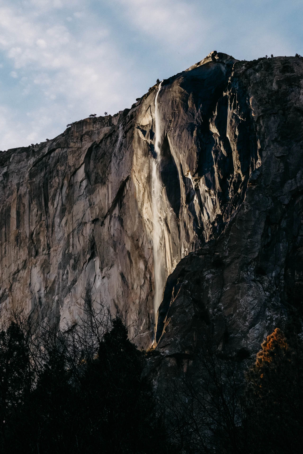 Yosemite valley horsetail