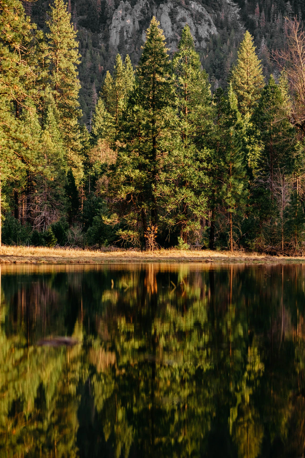yosemite valley trees in lake reflection