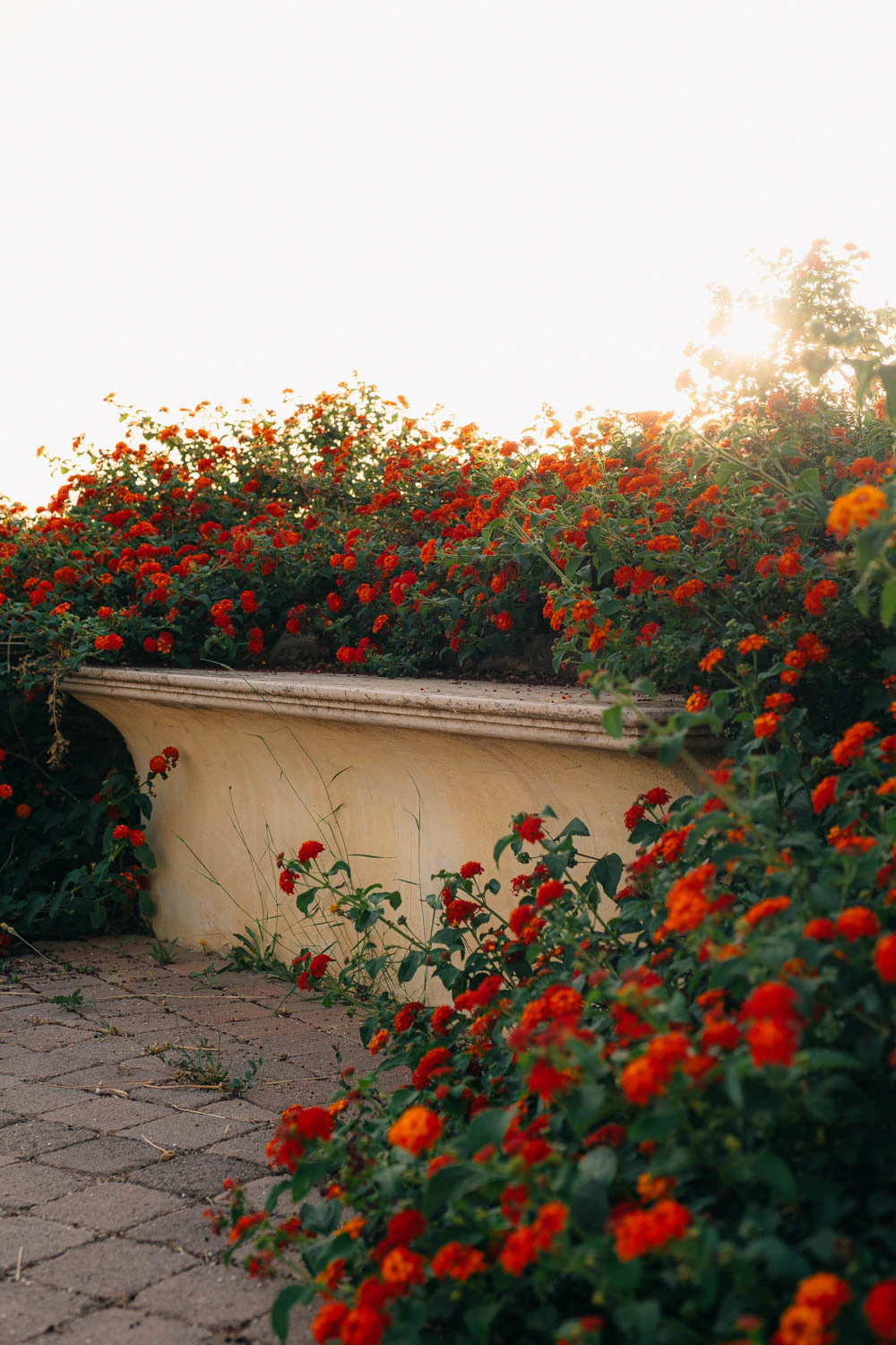 bench at sunset covered in red flowers in Sicily