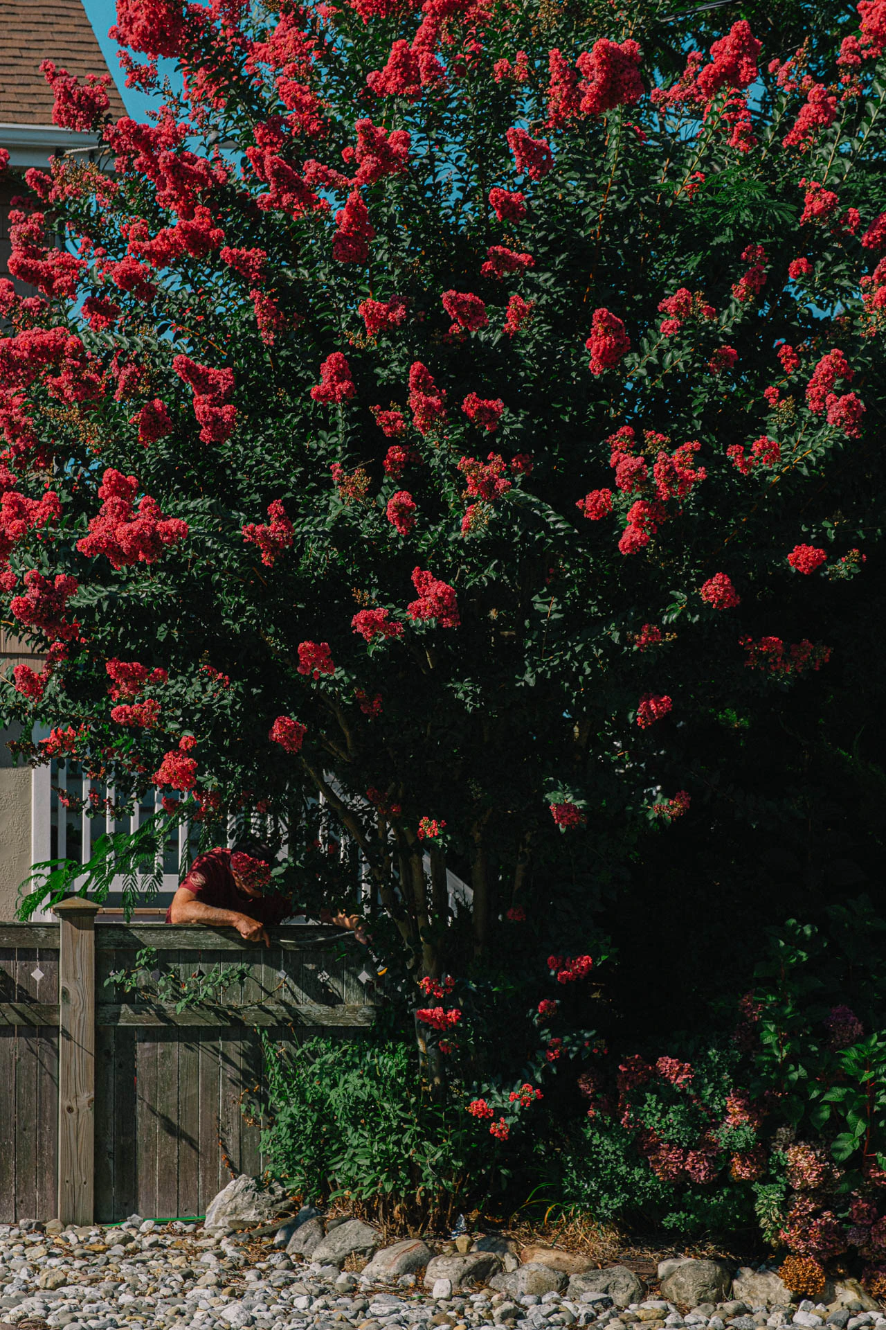 man trimming his red flower tree