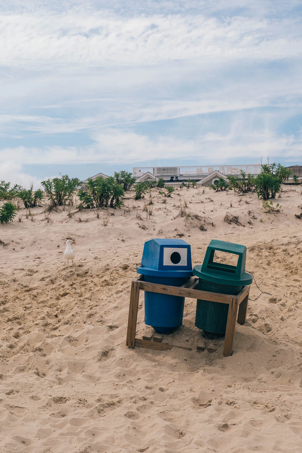 seagull and trash on the beach in Long Beach island, New Jersey