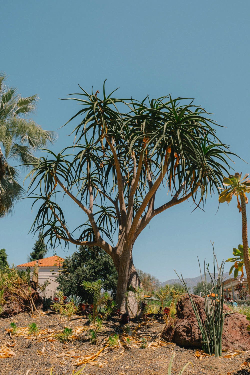 Trees and plants at the Huntington Garden and Museum in Los Angeles