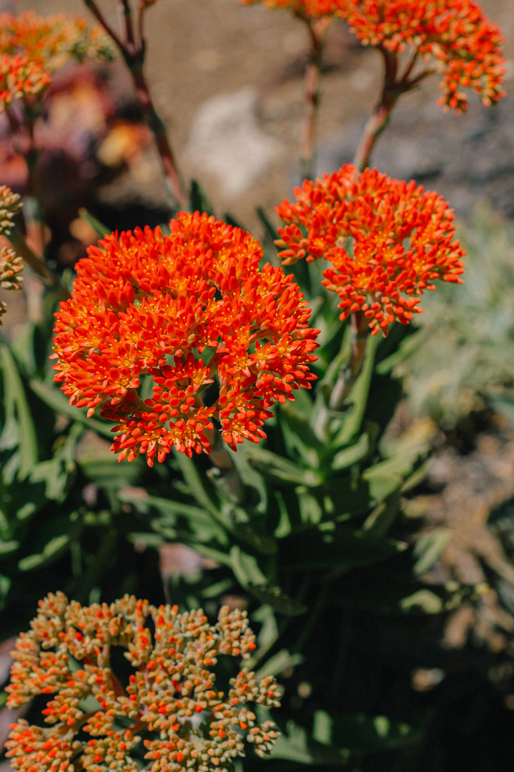 red blooming flowers at the Huntington Garden and Museum in Los Angeles