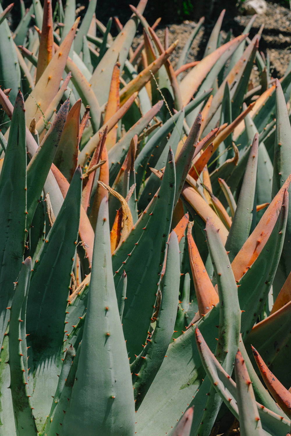 Cactus at the Huntington Garden and Museum in Los Angeles