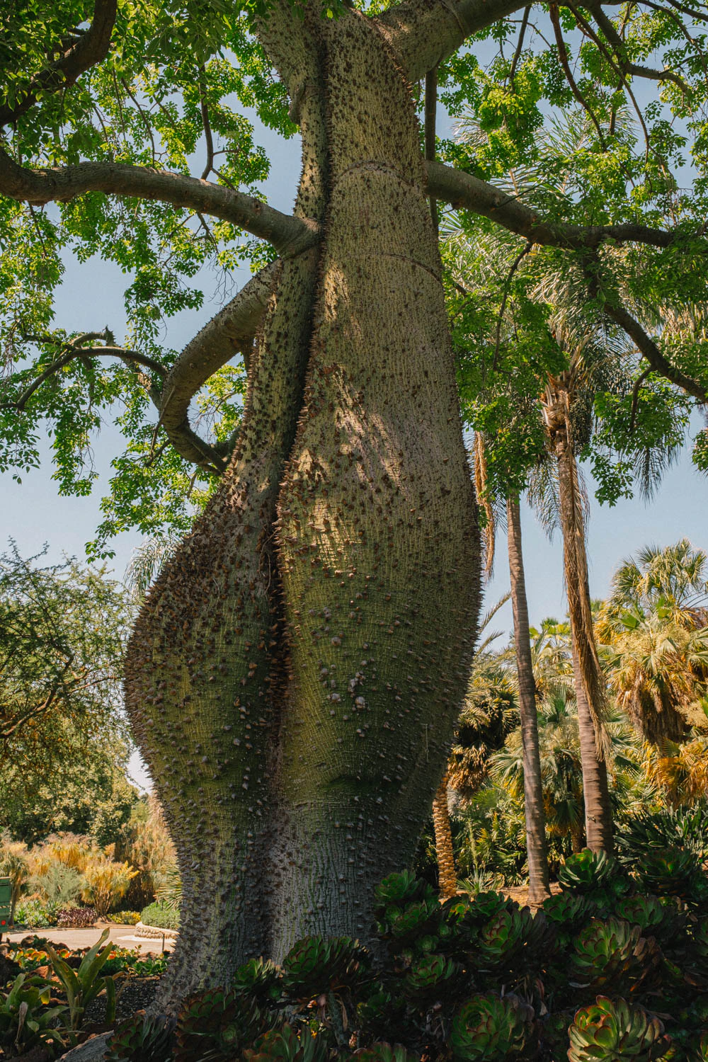 Large tree at the Huntington Garden and Museum in Los Angeles