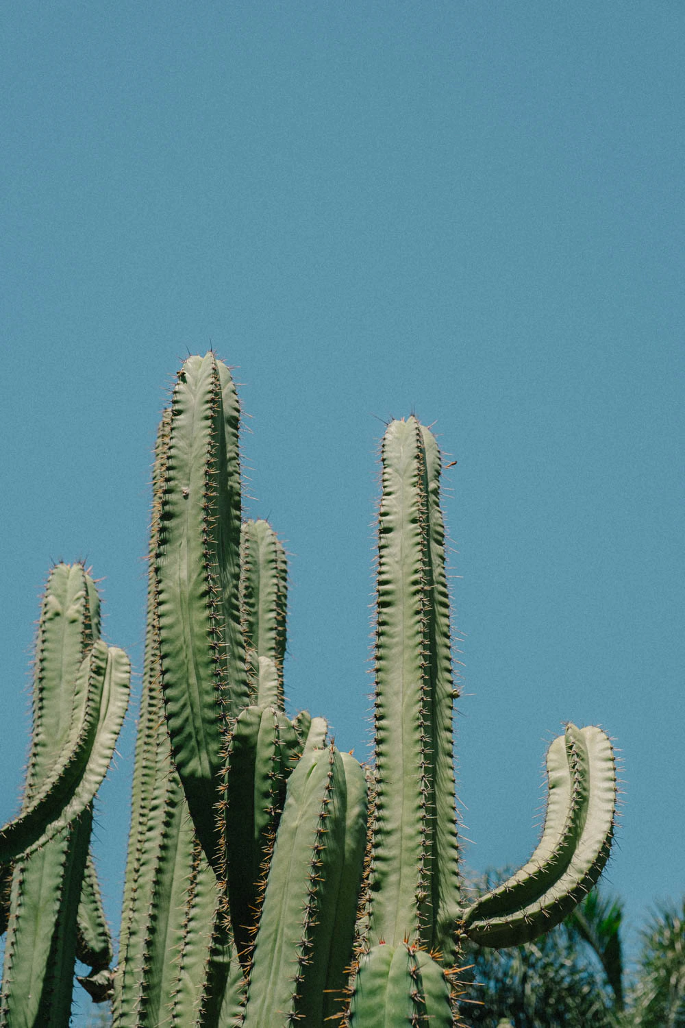 cactus at the Huntington Garden and Museum in Los Angeles