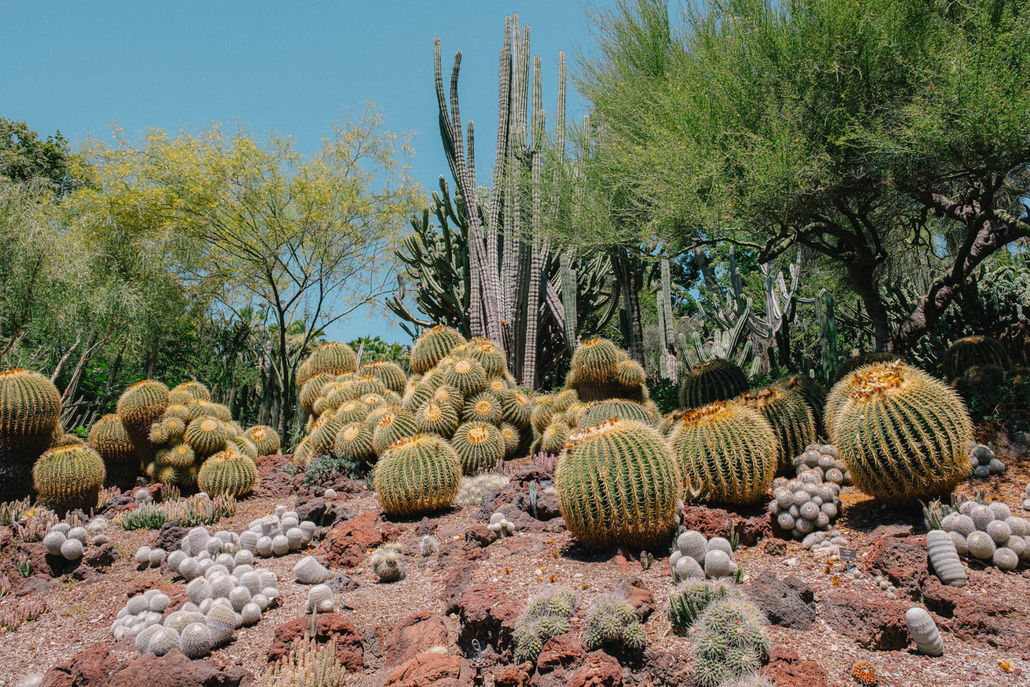 cactus and plants at the Huntington Garden and Museum in Los Angeles