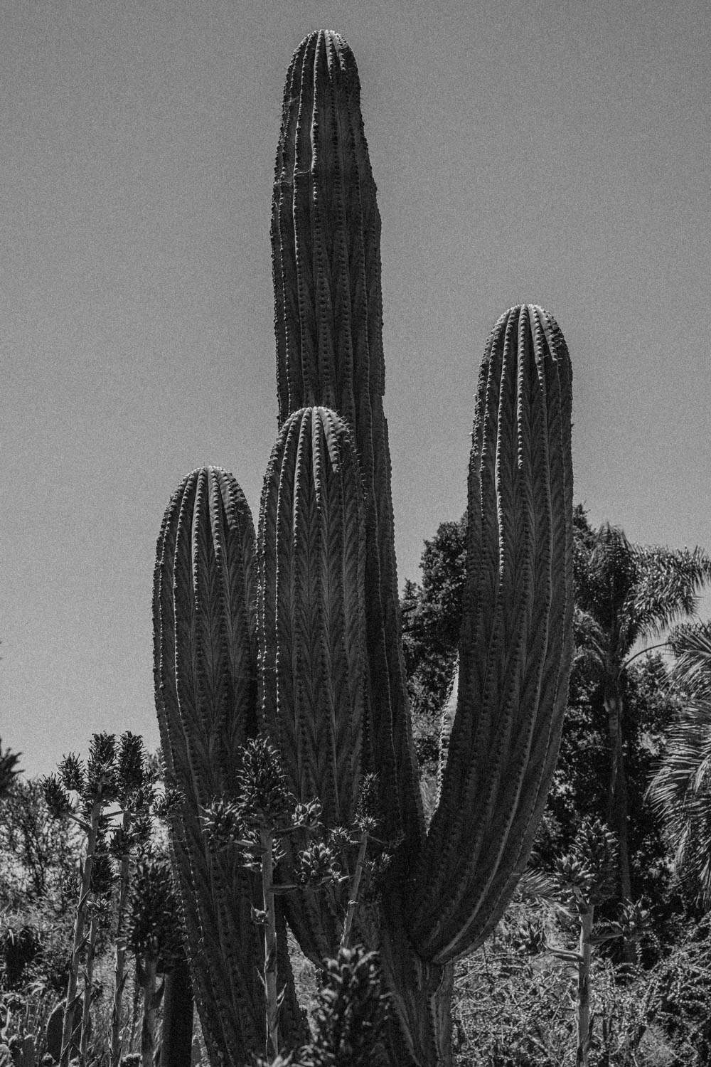 cactus at the Huntington Garden and Museum in Los Angeles