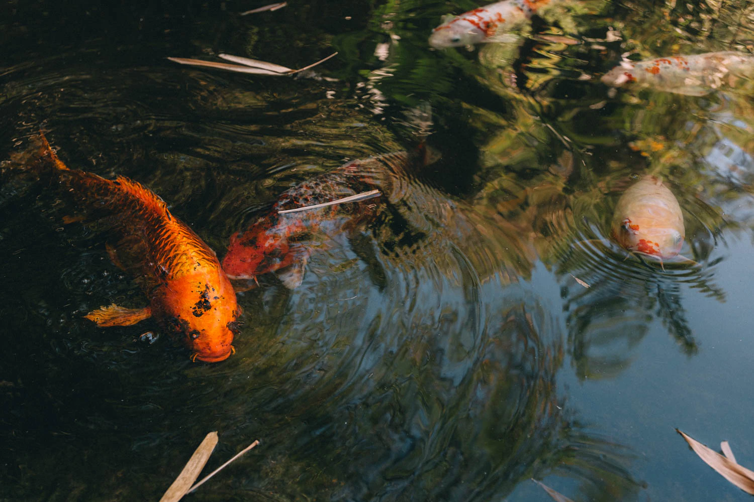 koi pond at the Huntington Garden and Museum in Los Angeles