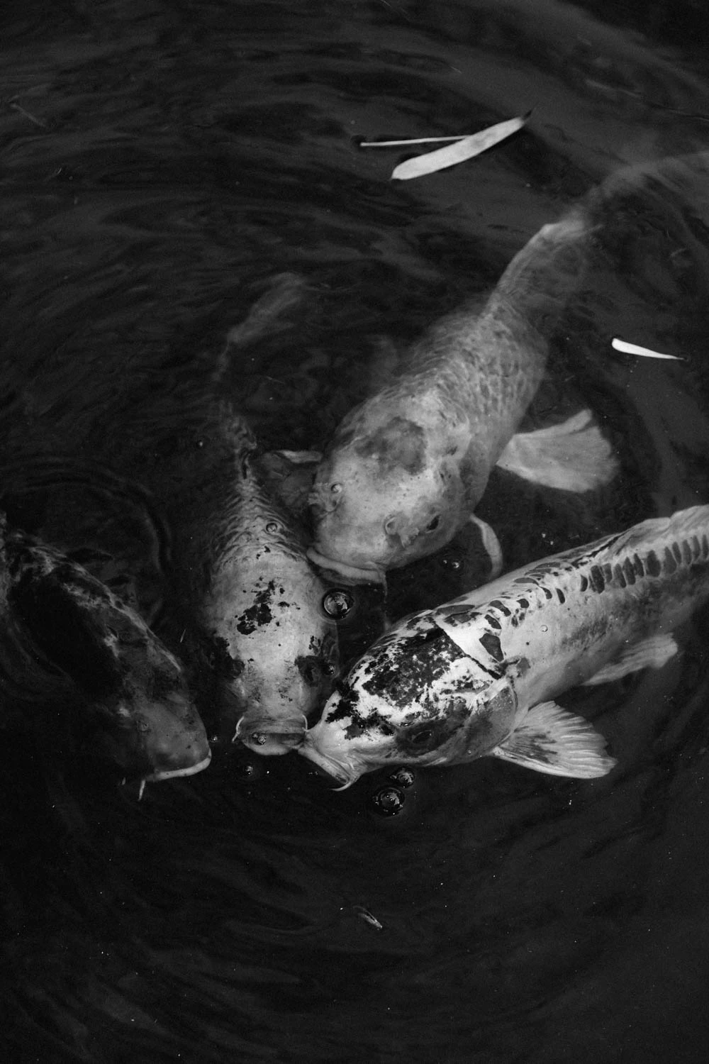 koi eating at the Huntington Garden and Museum in Los Angeles
