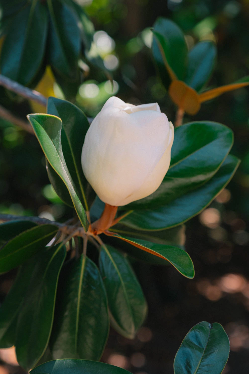 blooming white flower on tree at the Huntington Garden and Museum in Los Angeles