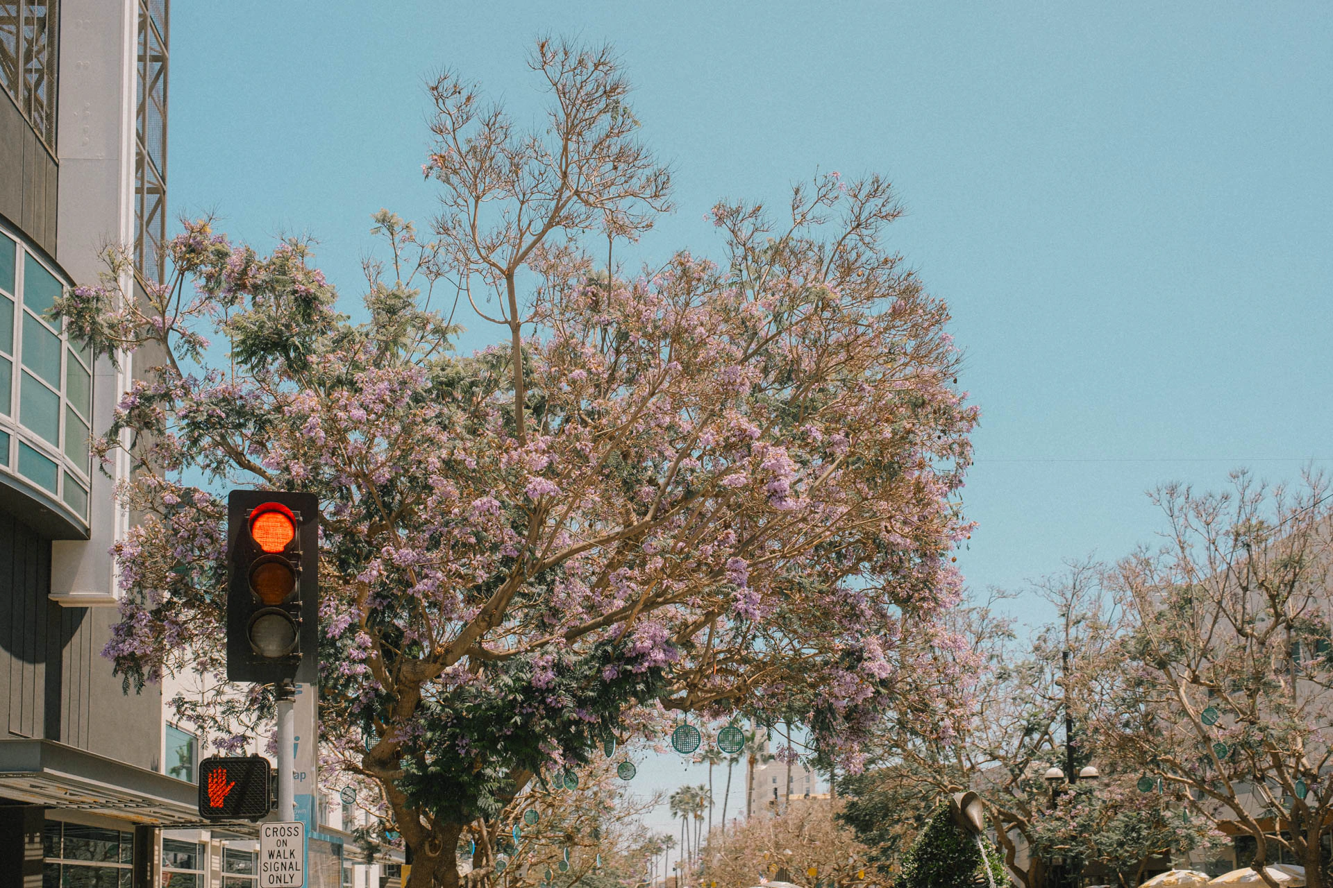 stop light and pink tree on 3rd street in Santa Monica
