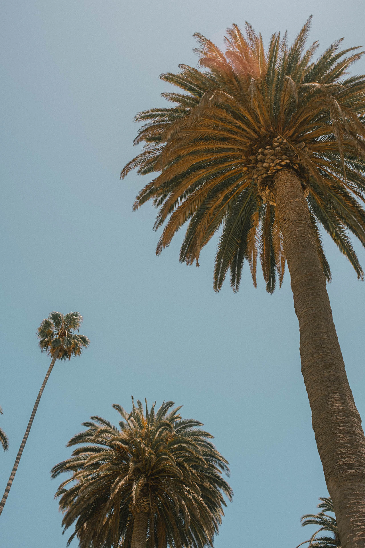 palm trees in Santa Monica