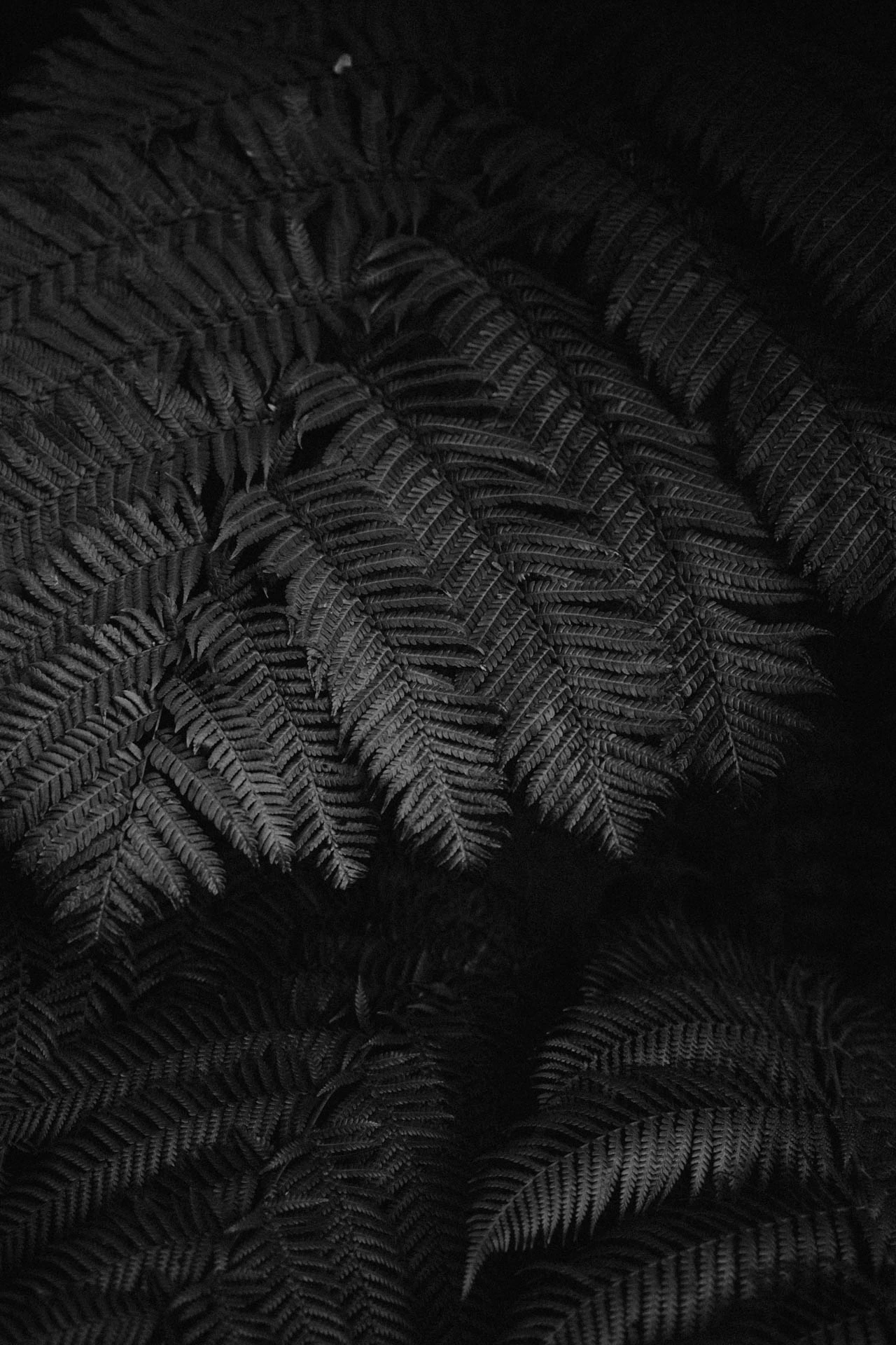 close up of a black and white pine tree