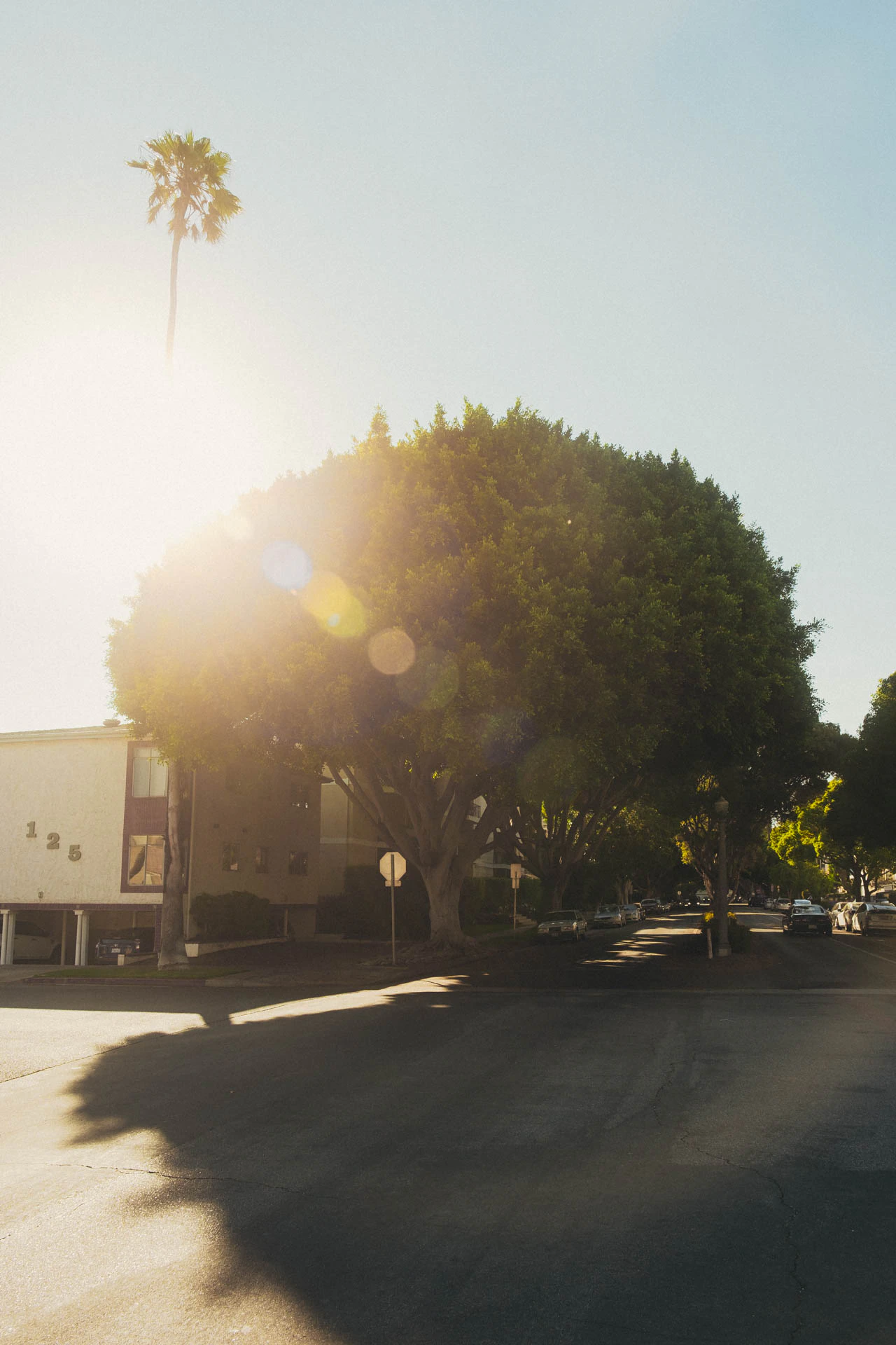 large tree at sunset in Santa Monica