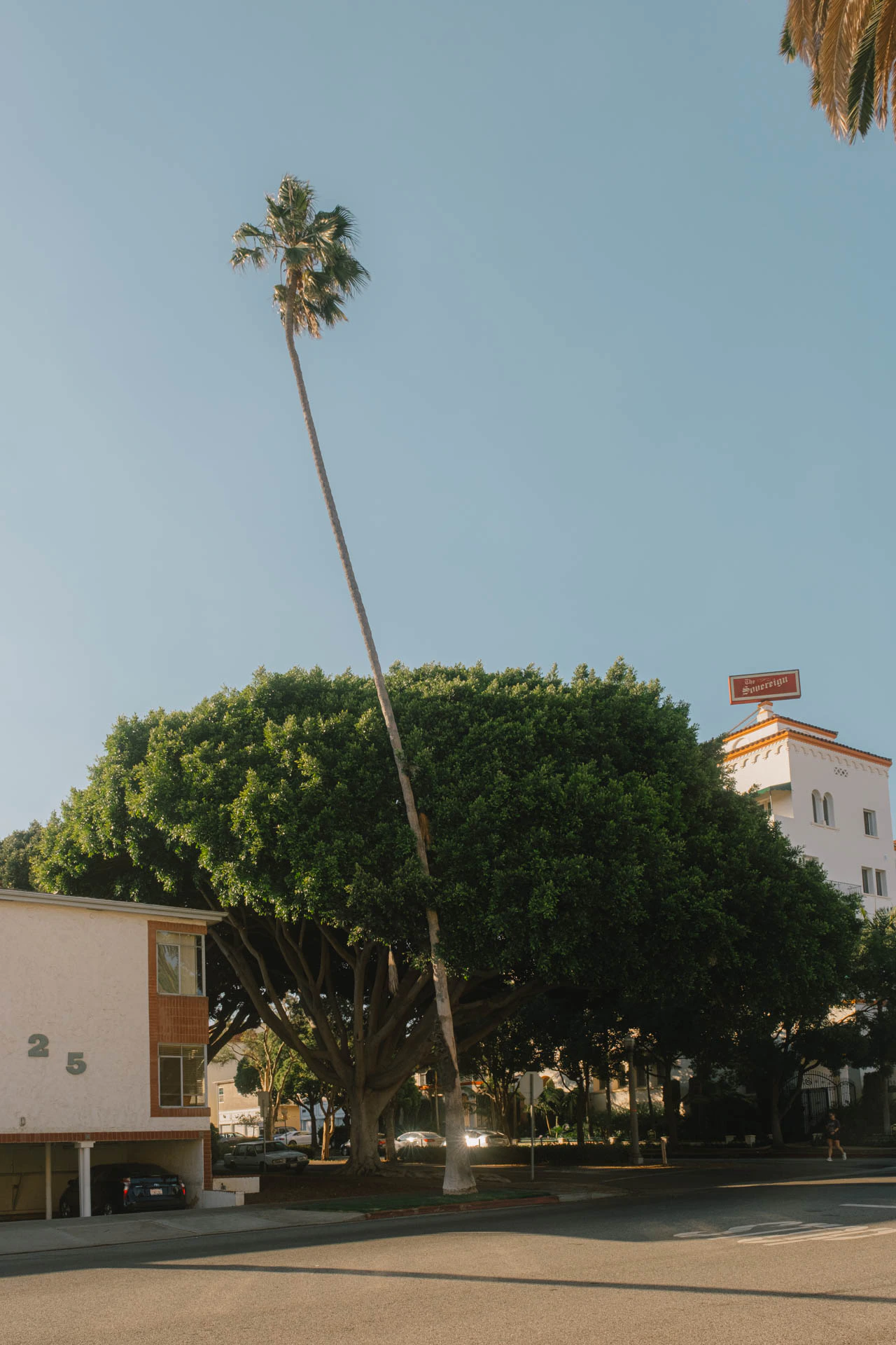 large tree at sunset in Santa Monica