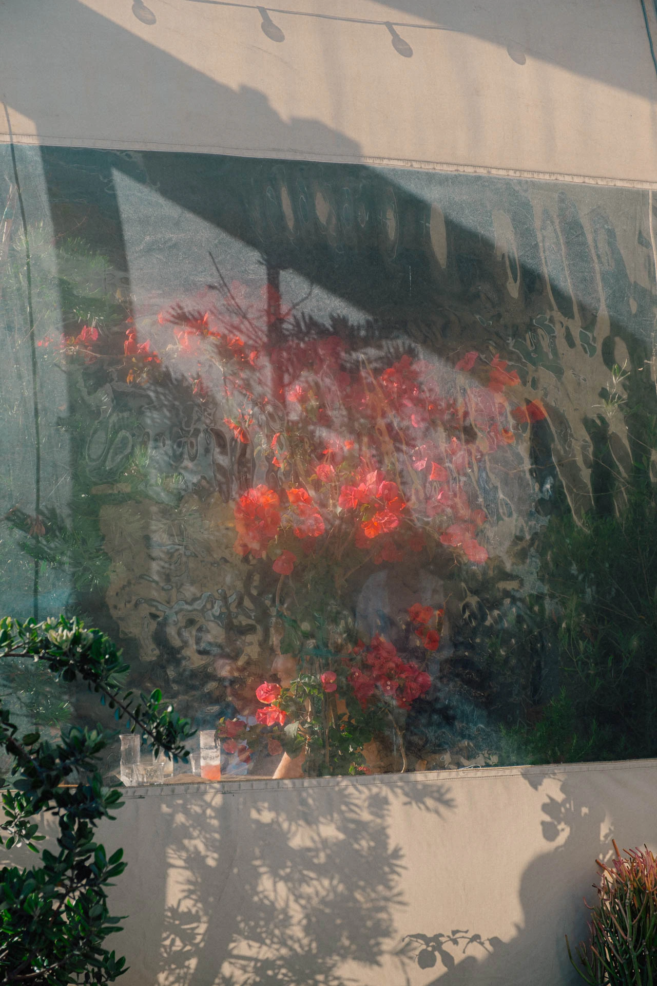 red roses through a tarp at sunset. From Recollections by Jonathan Grado
