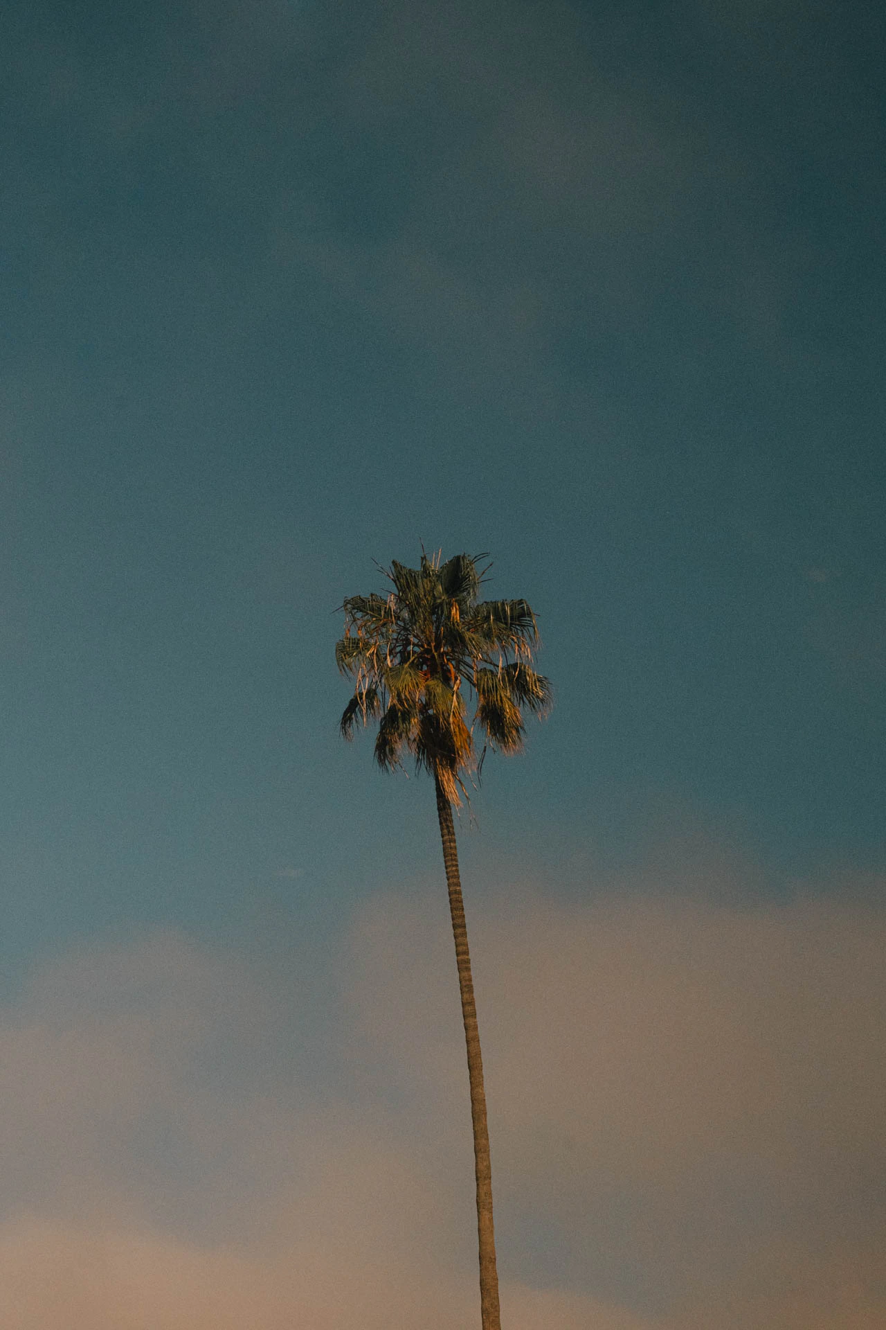 palm tree in Los Angeles