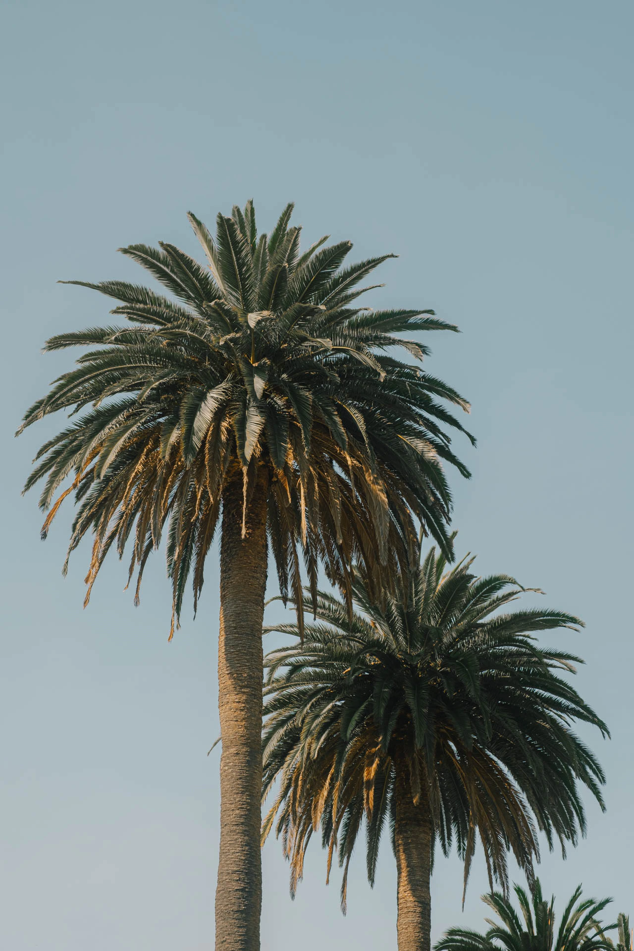palm trees in Los Angeles