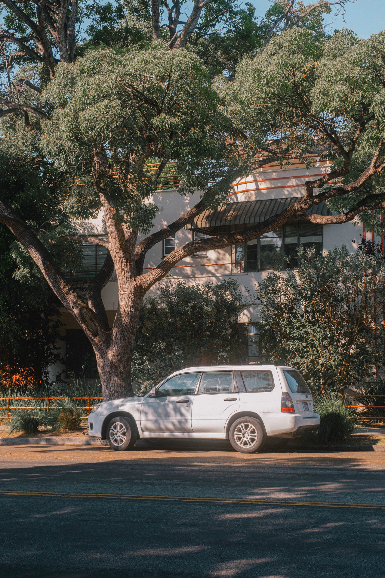 car under a tree at sunrise in Los Angeles