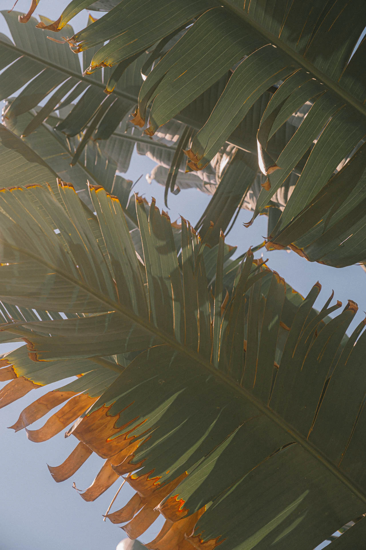 palm tress in California