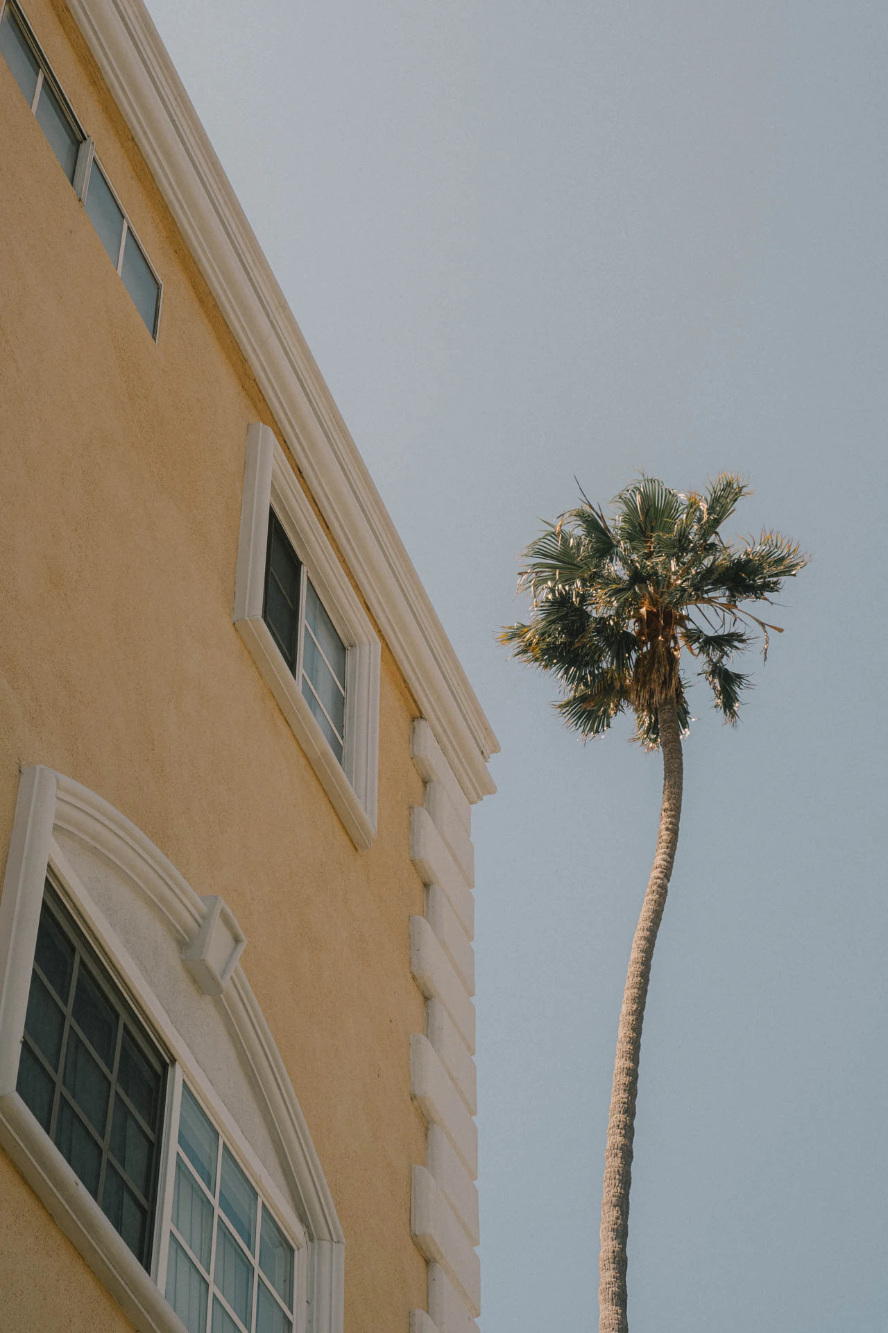 palm tree and apartment building in Santa Monica