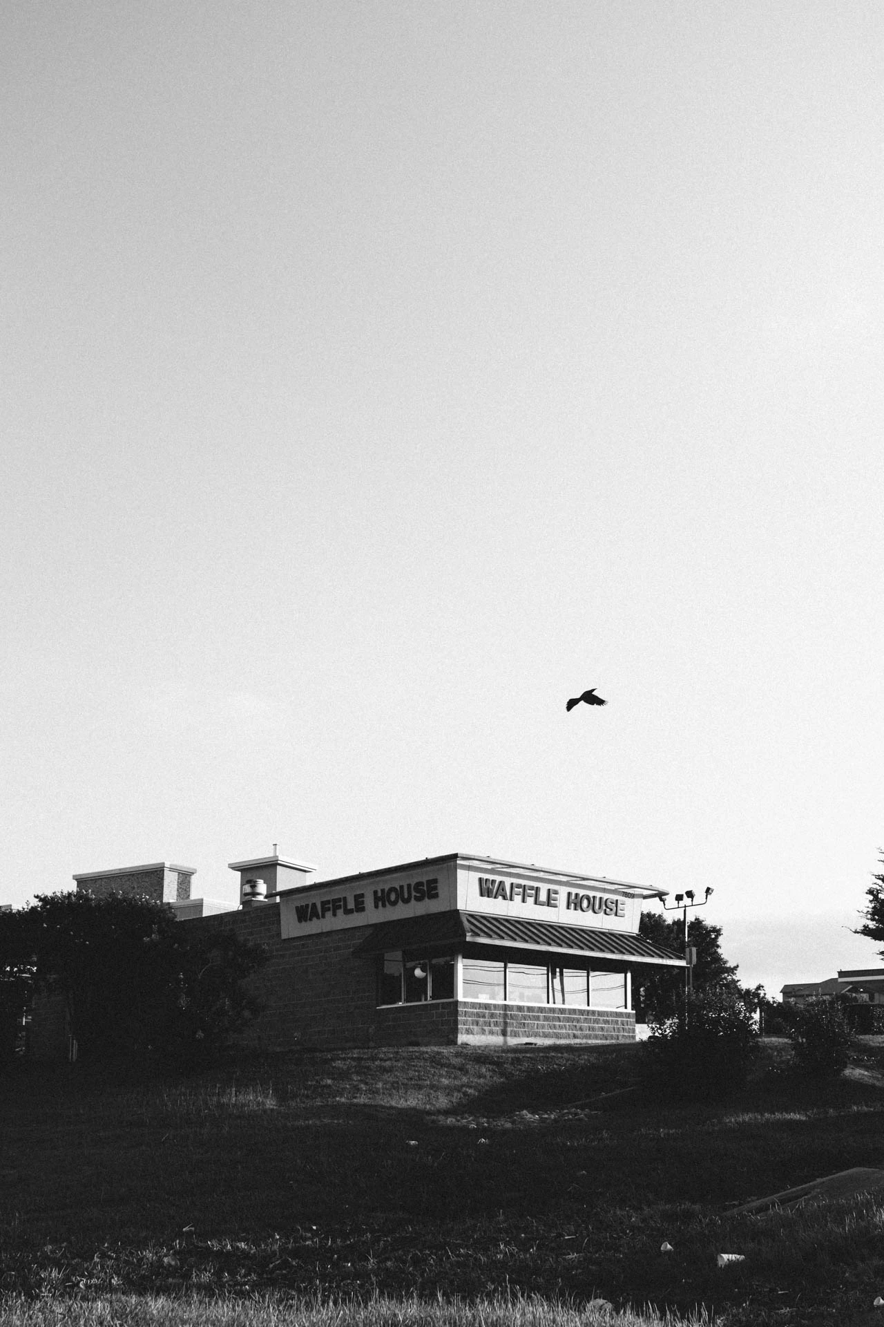 Bird flying over Waffle House at Sunset on a grassy hill in Texas in black and white