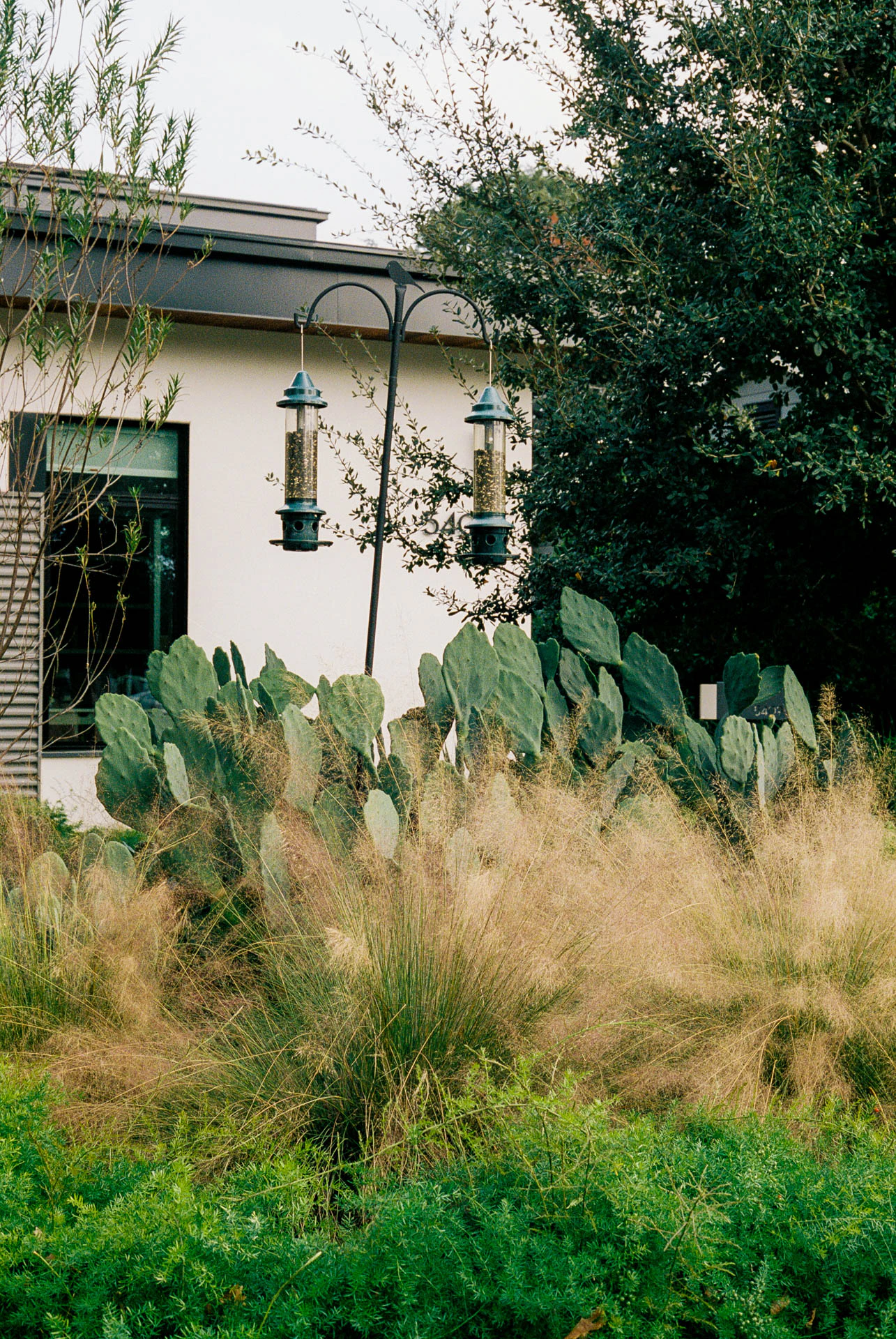 Austin house with greenery on film